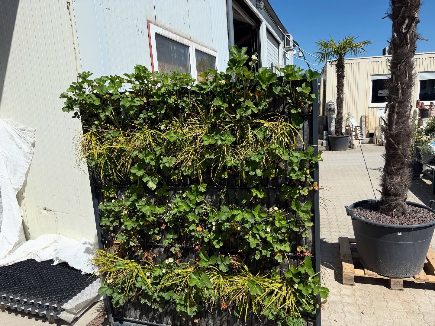 Auch unsere Mustergabione die derzeit bei meinem Natursteinhändler @gartensteine steht hat sich super entwickelt.
#pflanzengabione #erdbeerenliebe🍓❤️ #bienenfreundlich #sichtschutz #lärmschutz