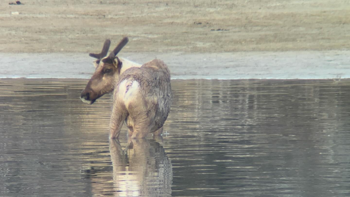 Living on the river has some cool moments. He watched the riverbank cautiously for over an hour.
Maybe a bear pushed him into the water, what do you think?
#wildplaceadventures #caribou #yukon #tagishriver