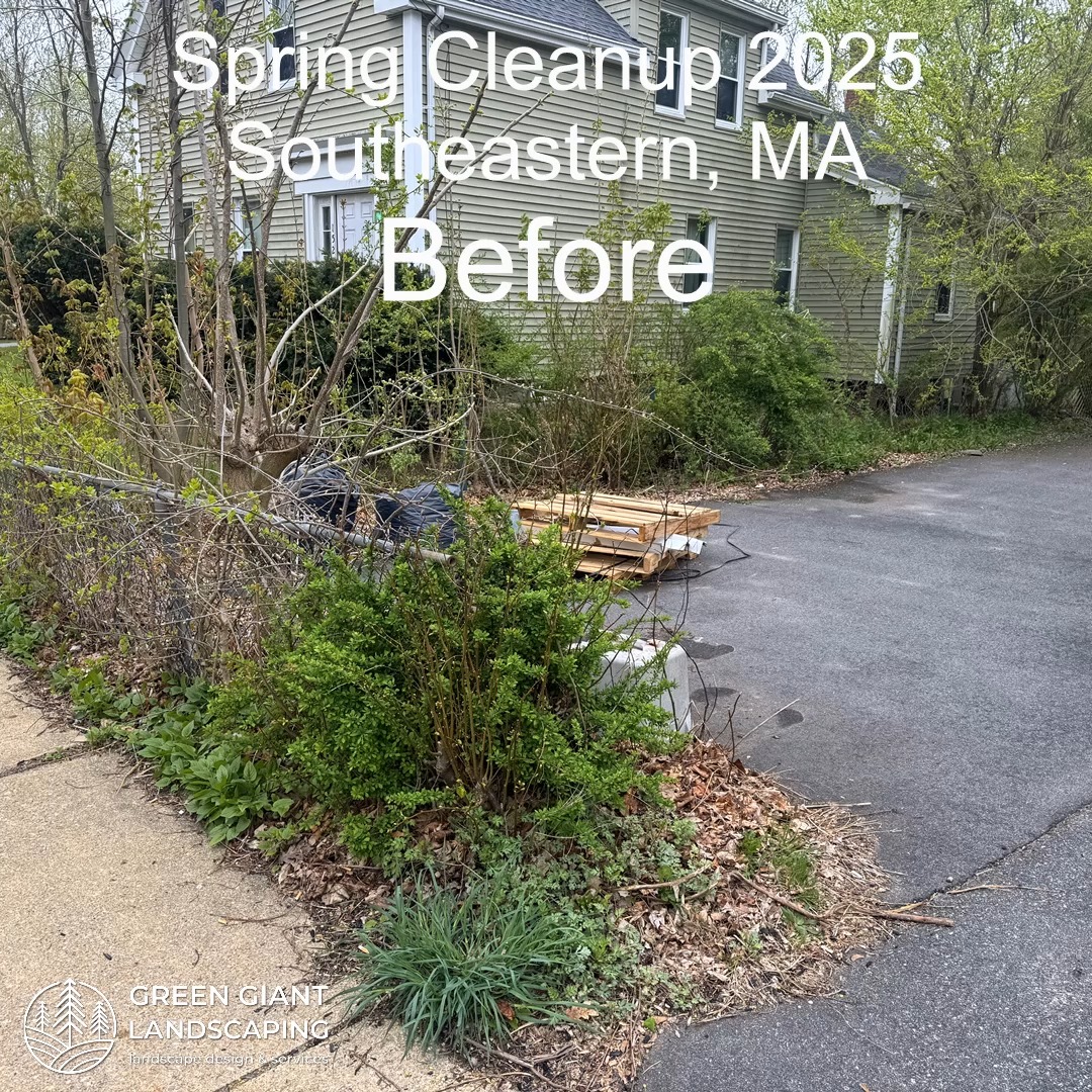 Sping Cleanup 2025.
Landscaping Southeastern, MA.
Call now for your free quote!
Plants installation
Tree and shrub care
Seasonal cleanups
Bobcat services
Old overgrown shrubs removal
Mulch installation
Garden maintenance
Professional Landscape Design.
https://www.greengiantlandscaping.com/post/spring-cleanup-2025-prepare-your-landscape-for-a-new-season
Phone:
+1 413-406-9094
#landscaping #landscapedesign #gardening #gardendesign #landscaper #landscapearchitecture #treeandshrubtrimming #mulch #Massachusetts #southshore #newton #boston #hingham #marshfield #scituate #NewtonMA #scituatema #milton #canton #wellesleyma #SpringCleaning #shrubtrimming #shrubcare #plantingseason #plantingtrees #plantingdesign #gardentransformation #springcleanup #mulching