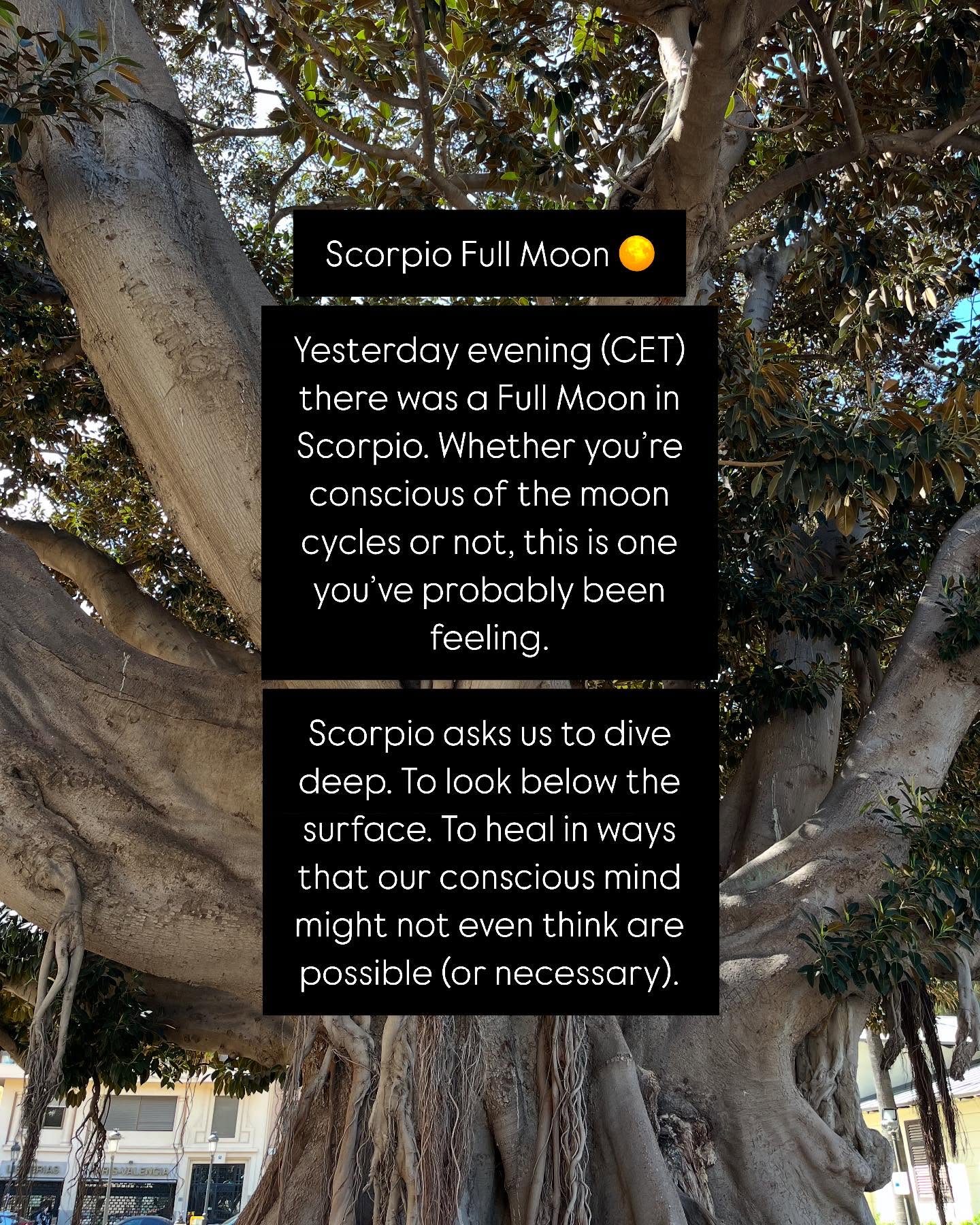 If you’re feeling any sort of overwhelm right now you’re not alone!
Scorpio asks us to be present with our feelings.
Taurus season reminds us to be present in the here and now. To find beauty and rest in the things around us. The trees. The birds. The sunsets.
Spring offers us so much opportunity to be in beauty while feeling our deep Scorpio feelings.
As always, I’m here if you’re ready to dive deeper on the themes that are coming up for you 🫶
💛 Jaimie
#astrology #scorpiofullmoon #hypnotherapy #hypnotherapyamsterdam #lifecoach