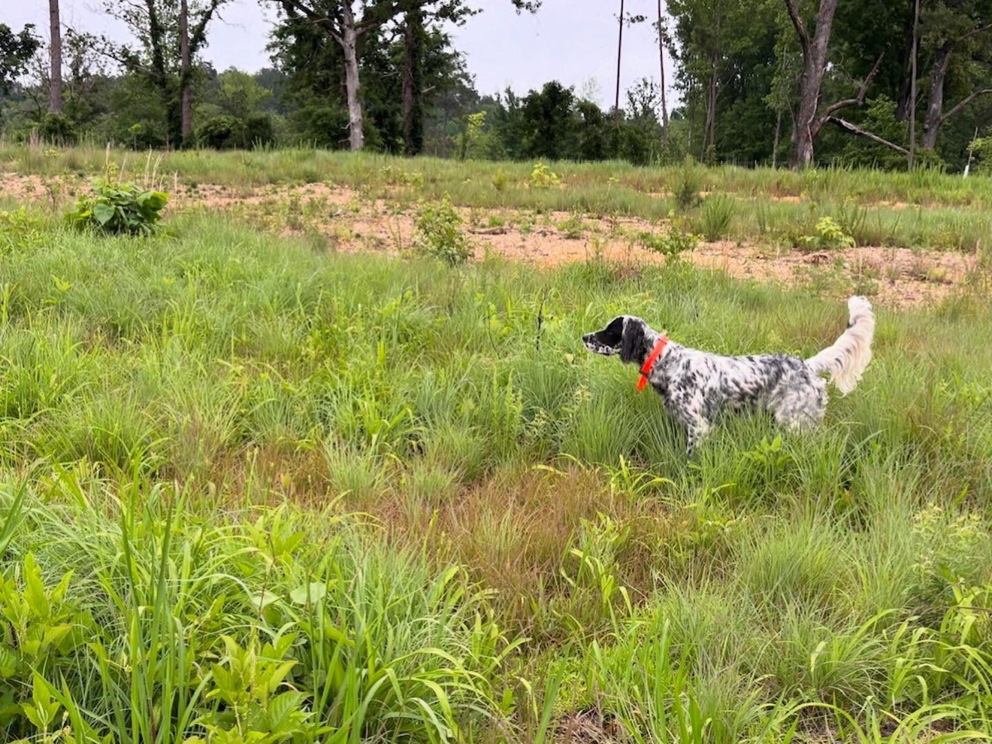 Beautiful point from Maisey the Llewellin.
{scroll for video} Encouraging search and eventually seeing solid natural point is one of the most rewarding moments in training a new pup. Shows so much personality and potential in a pup.
.
.
.
#schillingsgundogs #schillingsgundogstraining #sgdtraining
#uplanddogtraining #uplanddogtrainer
#gundogtraining #gundog #birddogtraining #birddog #retriever #retrievertraining
#guidedhunts #llewellin #llewellinsetters