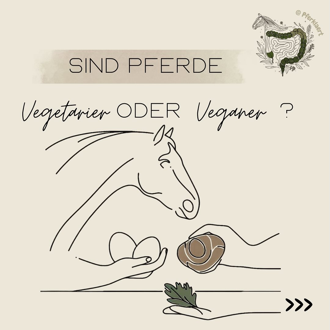 Dürfen Pferde rohe Eier fressen?! 🐴🥚
Diese Frage hat ein Video aufgeworfen, dass ich kürzlich gesehen habe. Einige Ernährungsberater habe auch schon kritisch Stellung zu dem Video bezogen, in dem man ein Pferd sieht, dass von seiner Beisitzerin ein rohes Ei zu fressen bekommt.
Ich war ehrlich gesagt sprachlos beim ersten Ansehen. Das Bild hat mich nicht mehr losgelassen, deshalb möchte ich heute darüber sprechen, warum Eier NICHTS im Pferdefutter zu suchen haben und warum Pferde (meiner Meinung nach) vegan leben sollten 💚
1. Rohe Eier für Pferde – was ist das Problem? 🥚
Pferde sind Pflanzenfresser – ihr Verdauungssystem ist nicht darauf ausgelegt, tierische Produkte zu verarbeiten. Und doch kursieren immer wieder Empfehlungen oder Videos, die z. B. rohe Eier als Proteinquelle zeigen. Aber Achtung:
🚫 Gefahren roher Eier für Pferde:
👉🏻Salmonellenrisiko: Wie beim Menschen besteht auch für Pferde die Gefahr einer Salmonellenvergiftung, wenn sie rohe Eier fressen. Das ist nicht nur gesundheitlich bedenklich, sondern kann im schlimmsten Fall zu schweren Verdauungsproblemen und Infektionen führen. Zudem legt das Tierschutzgesetz (§ 2) klar fest, dass Tiere nur mit Futter versorgt werden dürfen, das ihrem Wohlbefinden nicht schadet und keine gesundheitlichen Risiken birgt. Rohe Eier erfüllen diesen Anspruch eindeutig nicht – sie haben im Futtertrog nichts verloren.
👉🏻Avidin & Biotinmangel: Das Eiklar in ungekochten Eiern enthält Avidin, ein Glykoprotein, das Biotin stark bindet. Das gilt sowohl für Biotin aus der Nahrung, also auch das von der Darmflora selbst synthetisierte Biotion. Dadurch kann ein Biotinmangel entstehen. Beim erhitzen wird Avidin jedoch denaturiert und damit inaktiviert.
👉🏻Verdauung & Stoffwechsel: Pferde können tierische Eiweiße schlecht verwerten, was zu Stoffwechselbelastung oder sogar Toxinbildung führen kann.
➡️Auch wenn manche behaupten es sei unbedenklich, ist das wissenschaftlich nicht gesichert und bei einem Lebewesen, das dir vertraut, ist “Risiko“ nie eine Option.
⬇️weiter geht’s in den Kommentaren⬇️