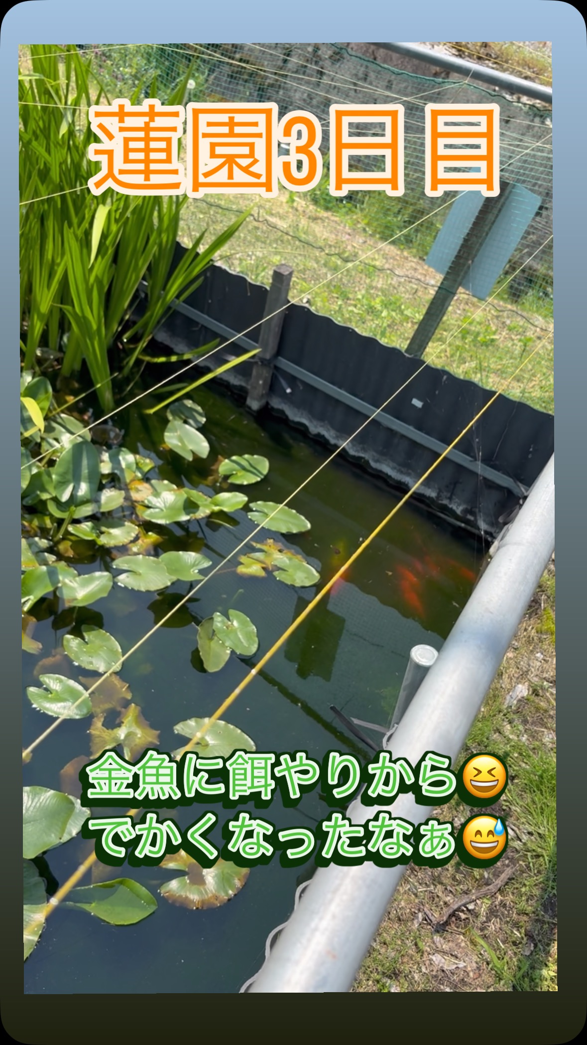 #蓮 #レインボーハス園 #生出 #生前整理 #ハウスクリーニング #八幡平市 #双頭蓮 #盛岡市 #遺品整理弘光#岩手県