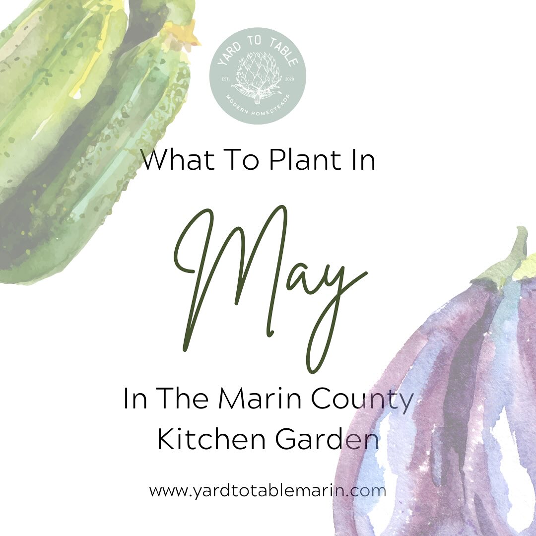 As the weather warms up and rainfall subsides, I start craving fresh salads with tomatoes and cucumbers - a sure sign it’s May!
April flew by with our client gardens keeping us busy. Now that it’s May, it’s time to plant summer veggies and fruits like tomatoes, squash, and melons.
Don’t forget to clean out spring veggies and amend the soil with organic matter. We top off our soil with organic mix, worm castings, and a full-spectrum amendment.
What are your go-to summer varieties to plant and enjoy?