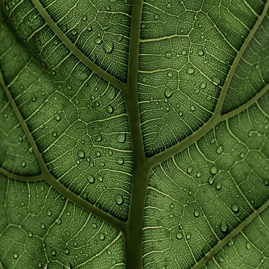 Unlock the power of nature in your designs! 🌿✨ Discover how biophilic design can enhance your space and improve well-being. Grasp the connection between humans and nature. Link in Bio
#BiophilicDesign #NatureInspired #WellnessDesign