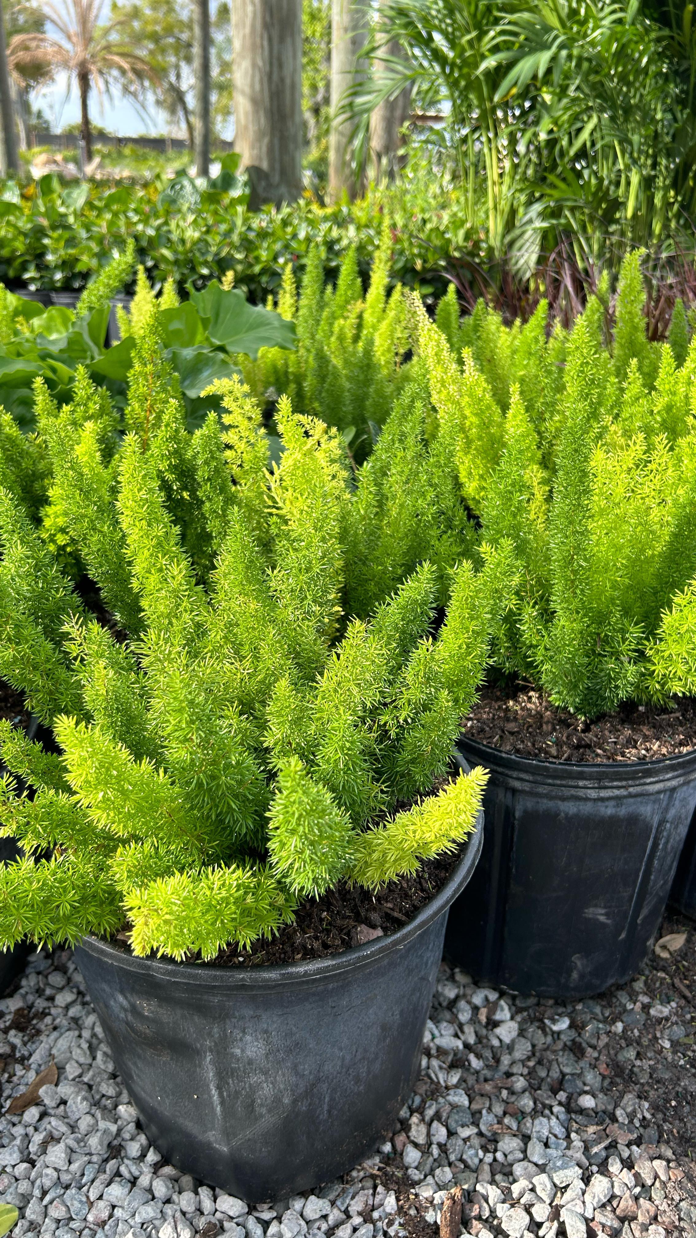 🧑🏻🌾🔥🌴
#lawncare#lawnmaintenance#lawncareservice#lawncarelife#landscape#landscaping#landscapingdesign#orlandofl#orlandoflorida