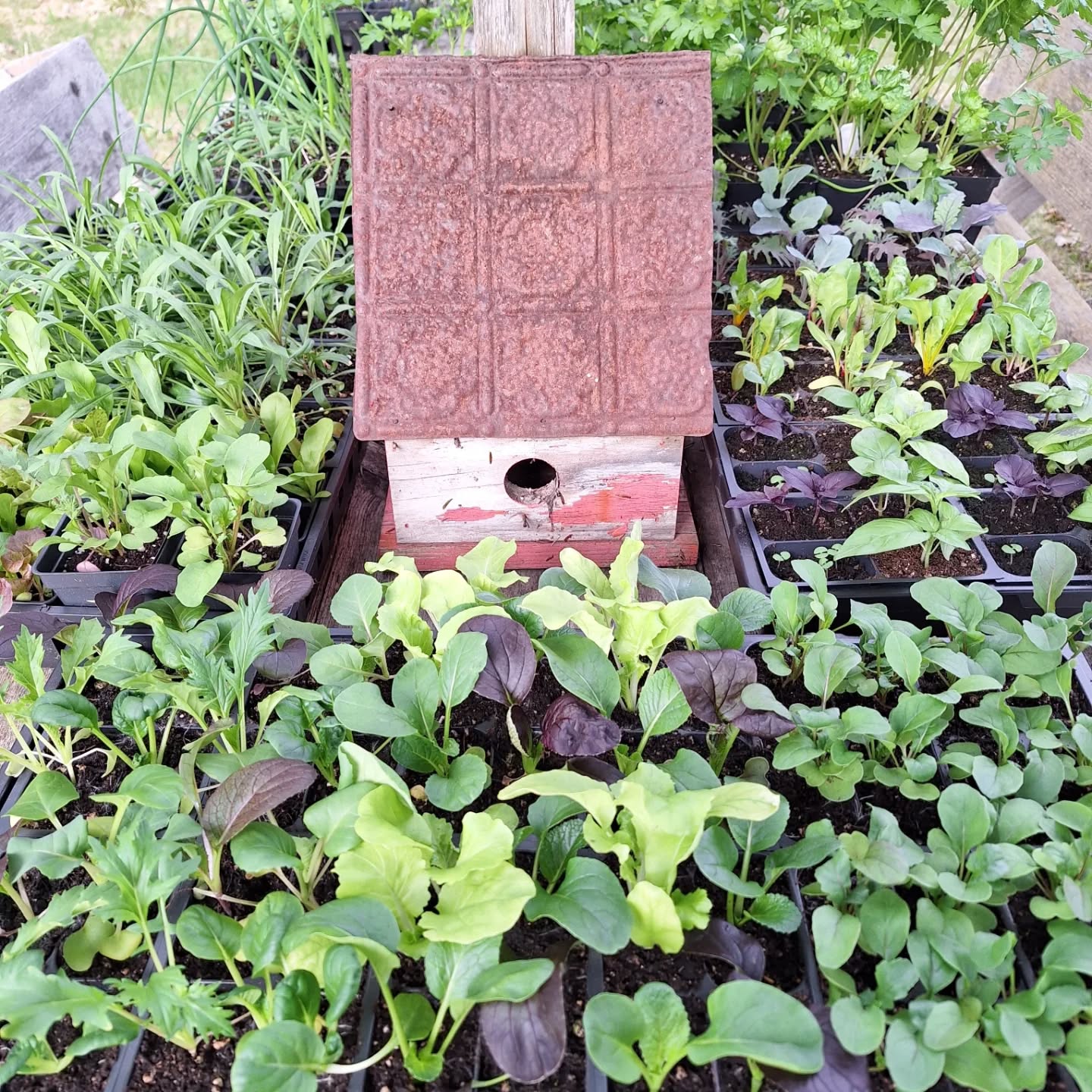 Getting ready for Sunday's market at Pumpkin Vine Family Farm, 11-2:00.
Come hug some baby goats!
@pumpkinvinefamilyfarm
.
.
.
.
.
#mainegrowers #babygoats #mainecheese #mainefarmersmarkets #locallygrown ##buylocalmaine #sustainablefarming