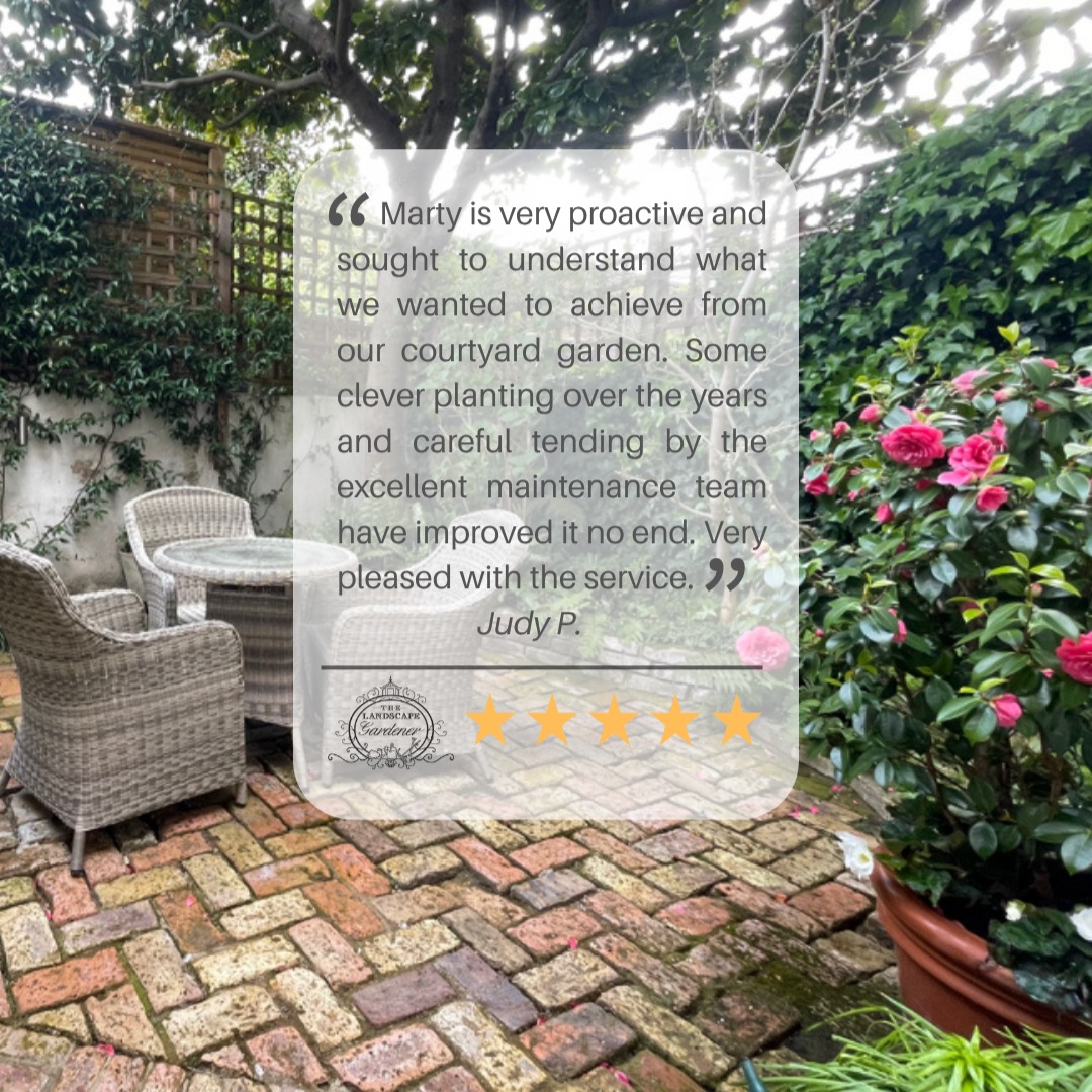 Messages like this truly mean the world to us. 💚 Knowing that our clients not only see but feel the care, detail and dedication we put into every garden reminds us why we love what we do 🌿
Our goal is simple: beautiful gardens to enjoy, and happy hearts to match. Thank you for letting us be part of your space 🙌🏼✨
📩 Contact us: www.thechelsealandscapegardener.com
.
.
.
.
.
#TheChelseaLandscapeGardener #GardenDesignUK #ClientLove #LandscapingWithHeart #GardensToEnjoy #AttentionToDetail #HappyClients #LondonGardens
#putney #fulham #chelsea #southkensington #belgravia #clapham #claphamjunction #claphamcommon #victoria #london