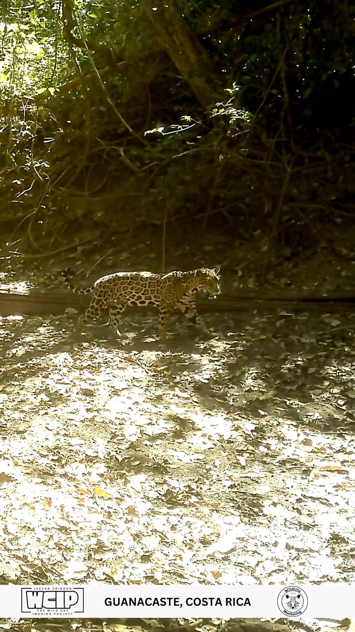 This majestic jaguar was captured on camera during the day by Jeevan’s trail camera, one of our dedicated camera trappers, in collaboration with @guanacastewildlifemonitoring.
Jaguars are apex predators and vital indicators of ecosystem health, yet they are rarely seen, especially in daylight. This incredible footage offers a rare window into the life of one of the most iconic and elusive cats of the Americas.
#WildCatImaging #WildCatProject #WildCatConservation #WildCatPhotography #BigCatConservation #SaveTheWildCats #WildlifePhotography #WildCatsOfInstagram #WildlifeImaging #CatConservation #WildlifeProtection #NatureLovers #ConservationPhotography #EndangeredSpecies #WildlifeConservation #SaveOurWildlife #ProtectOurPlanet #NaturePhotography #WildlifePlanet #PlanetEarth #InstaWildlife #NatureLoversOfInstagram #WildlifeShots #AnimalsOfInstagram #ExploreTheWild #WildlifeProtection #CatsOfInstagram #AnimalLovers #ExploreWildlife #NatureAddicts