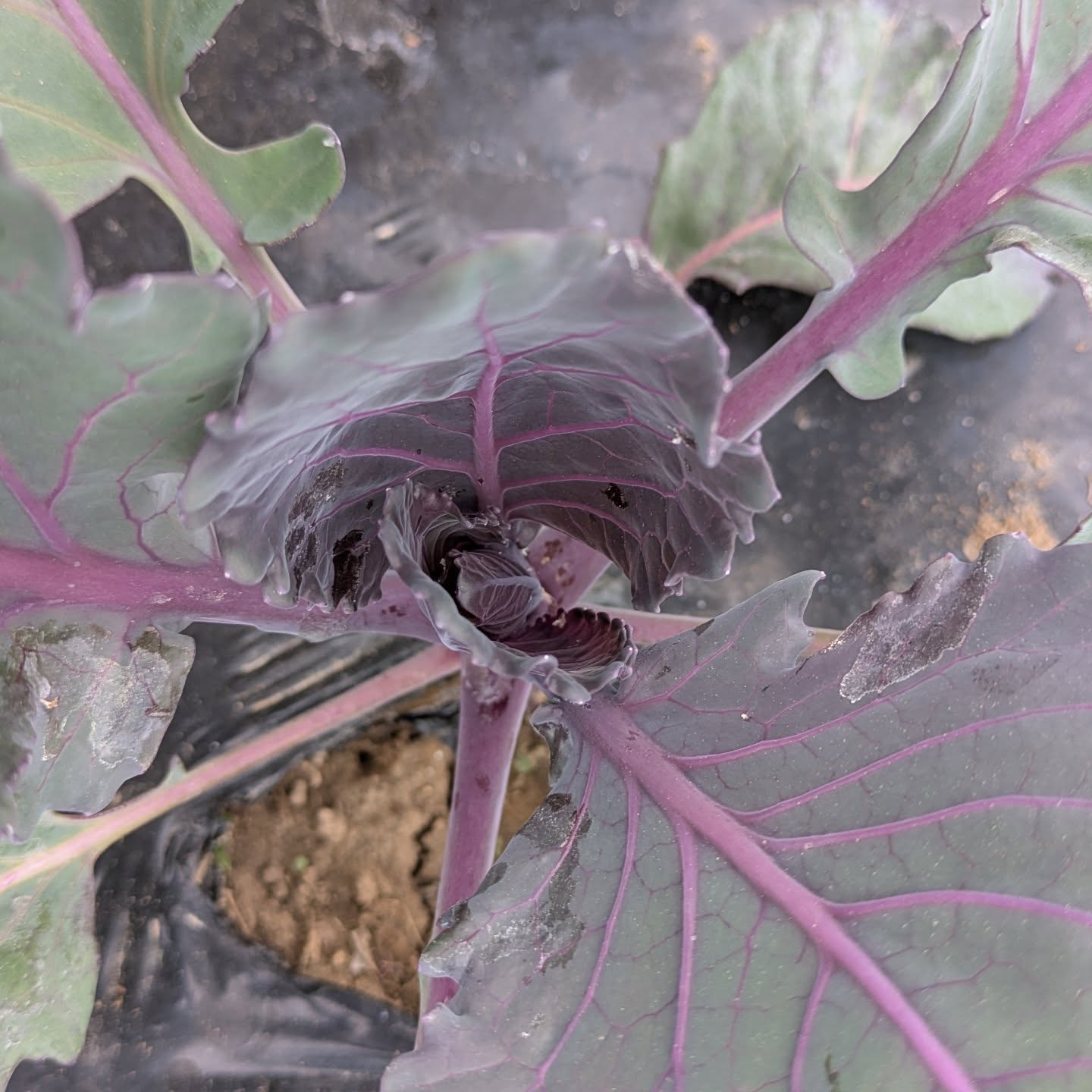 Even the biggest cabbage started out this tiny...