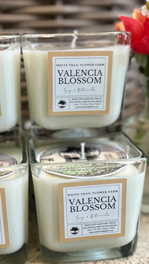 Meet our newest signature scent released just in time for summer! 🌸🍊 Valencia Blossom 🍊🌸
The most nostalgic scent for any Florida loving girl. Made of 100% organic wax. Notes of sweet Florida orange and citrus blossom. Welcome to the candle family 🫶🏻
#gardenrose #fancybarn #gooddirt #valenciablossom
@soilandstemsfloral #organic #natural #floridacitrus #supportagriculture #shoplocal #orangegrove #rosefarm #citrus #roses #honey