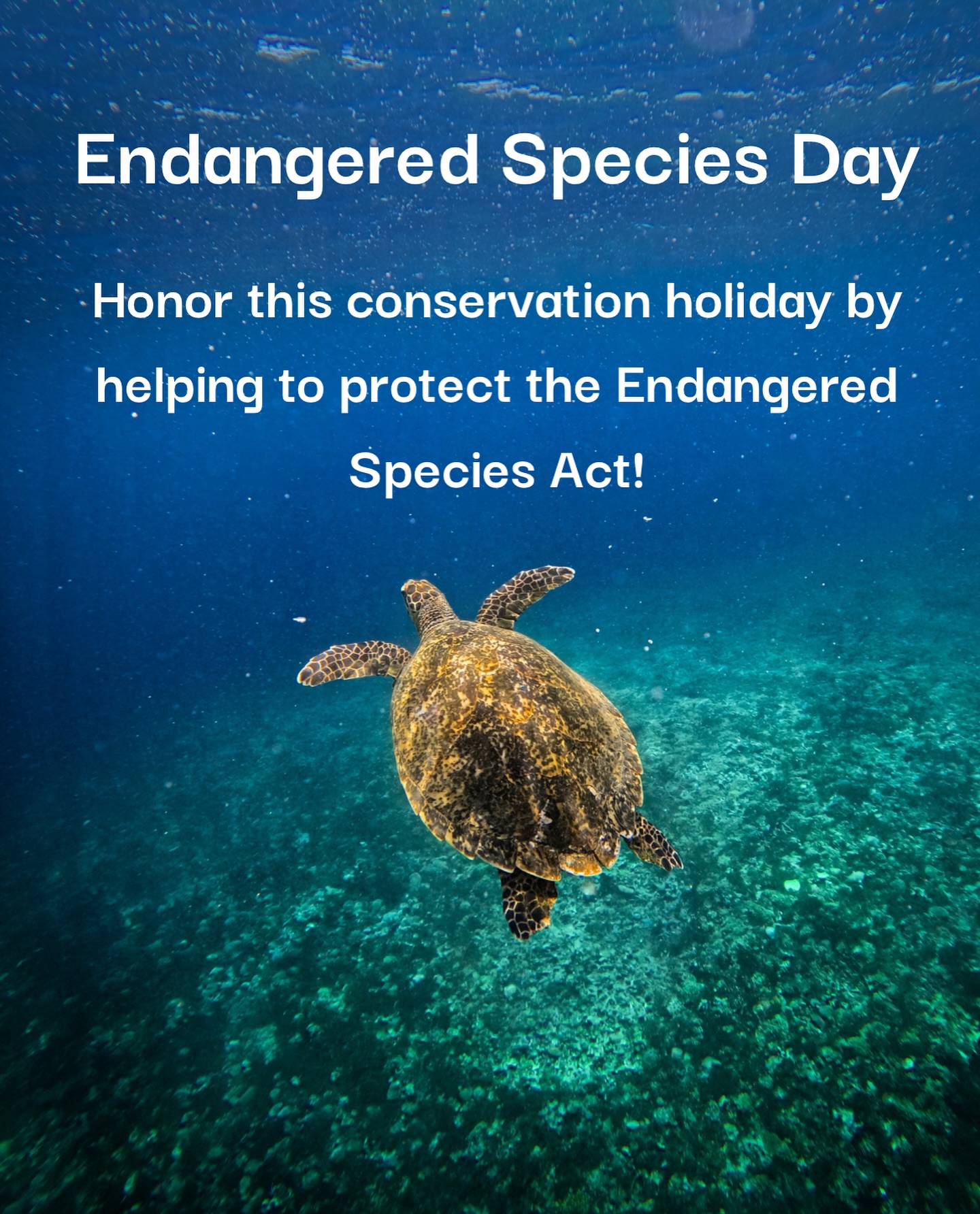 🐢 Endangered Species Day 🐢
Today, we recognize sea turtles as being an endangered species on our planet.
The Endangered Species Act (ESA) of 1973 was a cornerstone of conservation that has protected countless species, including our beloved sea turtles. However, recent proposals by U.S. Federal agencies are threatening to reduce these protections by redefining the definition of “harm” to exclude habitat destruction.
This change would allow harmful activities (like coastal development and pollution) to proceed unchecked, jeopardizing critical nesting beaches and marine habitats essential for sea turtle survival. Without protecting spaces for our sea turtles to nest, we cannot guarantee the survival of their future generations.
The proposed rule is open for public comment until May 19, 2025. Your voice matters, stand with us to protect the habitats that sea turtles and countless other species rely on!!
📝 Submit your comment here and urge our U.S. Fish and Wildlife Service to maintain the current definition of “harm” under the ESA and protect our species habitat!
https://www.regulations.gov/docket/FWS-HQ-ES-2025-0034
#EndangeredSpeciesAct #ProtectWildlife #DefendESA