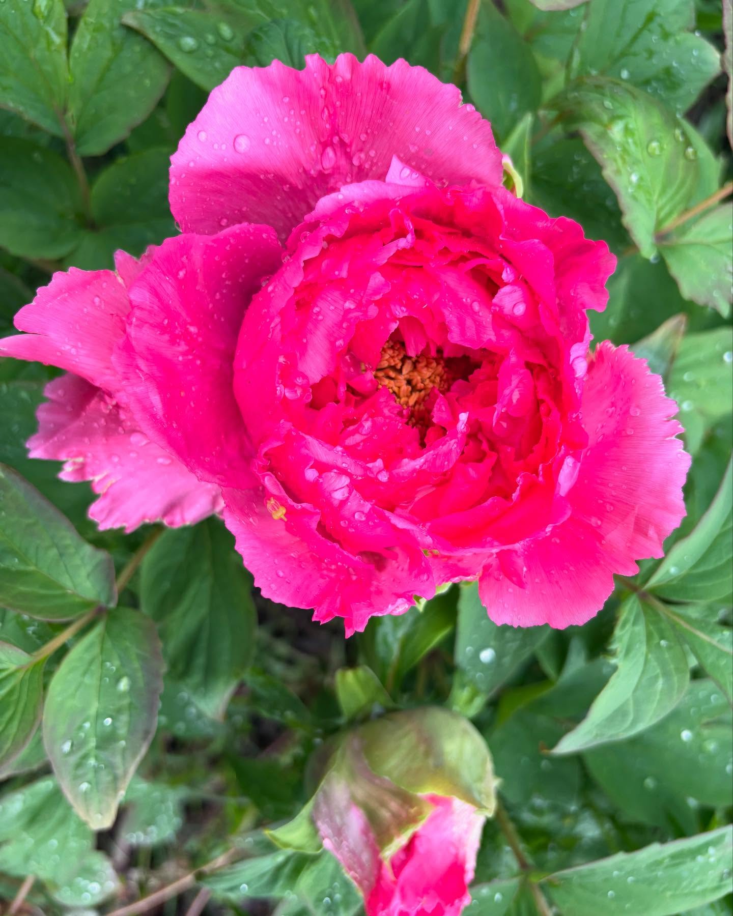 Spring! Photoed here, peonies opened this week! We also have some apricot geums, veronica speedwell, dark parrot tulips, perennial cornflower, and a few varieties of helebores (which are now just starting to fade!).
I have been enjoying a slower-paced spring. Since Camille was born, I’m enjoying this season of newborn snuggles and projects around the property.
One big change is that I’ve decided to cut down on dahlias this year. Instead, I am refocusing some of that energy into hardy perennials and fruit production. One thing we’ve added to the property is an orchard, which (in addition to feeding the never-ending lust for fruit from my children) I intend to use for weddings that would like a heavy use of fruit. We added a few different varieties of pears, plums, peaches, nectarines, and apples. All of which I’m very excited to use in design work!
Another exciting update is that my website will soon show an a la carte menu, which should make ordering single and small orders much easier. While this function is not yet live, I will gladly welcome any inquiries for small orders.
I’m wishing you all a happy summer season and look forward to serving you this year!
~ Irene