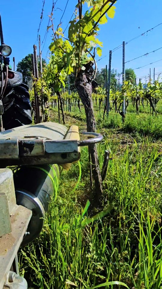 Unkraut unter den Rebstöcken regulieren mit dem Bioliner.
Der Bioliner ist eine gute Alternative zum Herbizid, da er Unkraut umweltfreundlicher und mechanisch bekämpft.
.
.
.
.
#grüningersrebbau #weinberg #winzer #wein #cararro #bioliner #silentag #frühling #untersee #ermatingen #weinbau #rebenpflege #unkrautregulierung #thurgau #nachhaltigelandwirtschaft #weinberg #handarbeit #rebstockpflege #rebenliebe #weinbauleben