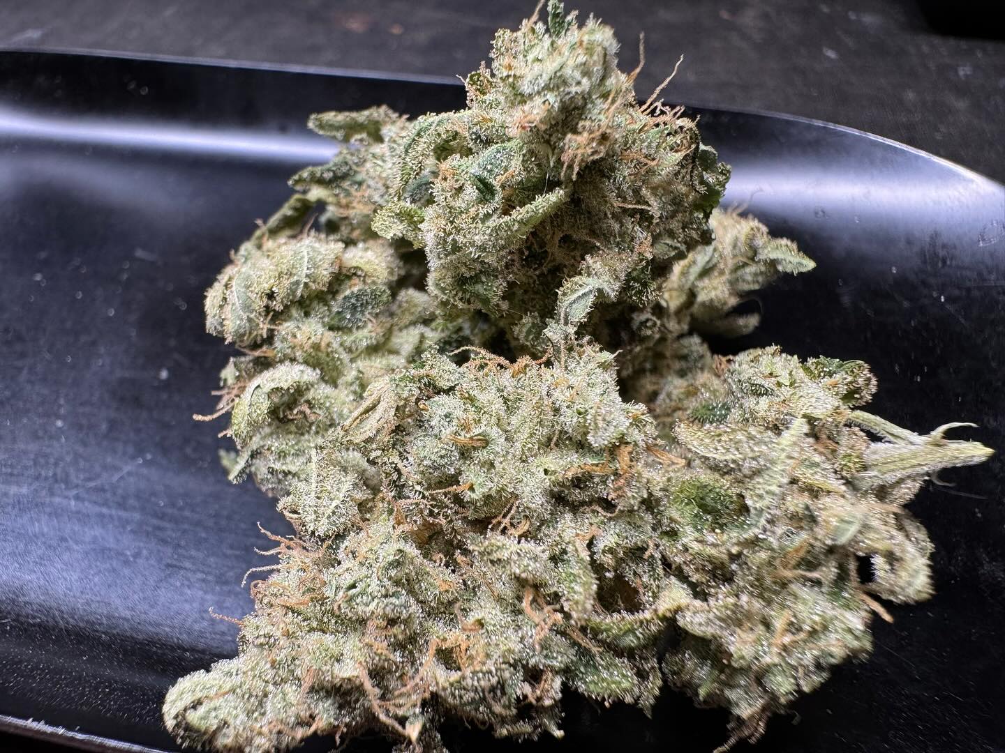 This is Lyrian Lab’s Sweat Box
We took our Granny Cranny keeper female and let our Stinky Pinky male hit it.
Granny Cranny = Karmakazi x Remington Rot F2
Karmakazi = (Kashmir 22 x Trainwreck) x Remington Rot F1
Remington Rot = G13/88Hashplant x Chem D
Stinky Pinky = (Dawg Poo x Gorilla Biscuit)x Remington Rot F2
All of the listed work was done by ME. ✅💜♟️
A bit of work went into this one thus making it Lyrian Labs First Ever release. In these packs you will find consistently squat uniform plants that do great outdoors in West Michigan.
These plants smell like: Forest floor, Musk, skunk, pissy, coco, nutty, and most plants will go the full 10 weeks some wanting that extra 11th week.
Some people that pull this plant at 9 weeks notice it’s a much more cerebral head high, almost psychedelic, where as when you get into the 10th and 11th week the relaxing effects come out beautifully making this medicine ideal for patients struggling with PTSD, and depression.
I must put in the warning this medicine is NOT for the beginner consumer. This stuff HITS HARD.
Bud structure is Very conical and the plant stacks buds very tightly up the cola.
Nice and sandy trichomes on an oldschool looking and feeling plant!
Super grateful for everybody that helped me test these and get them out to the public.
Until next time!
Much love!