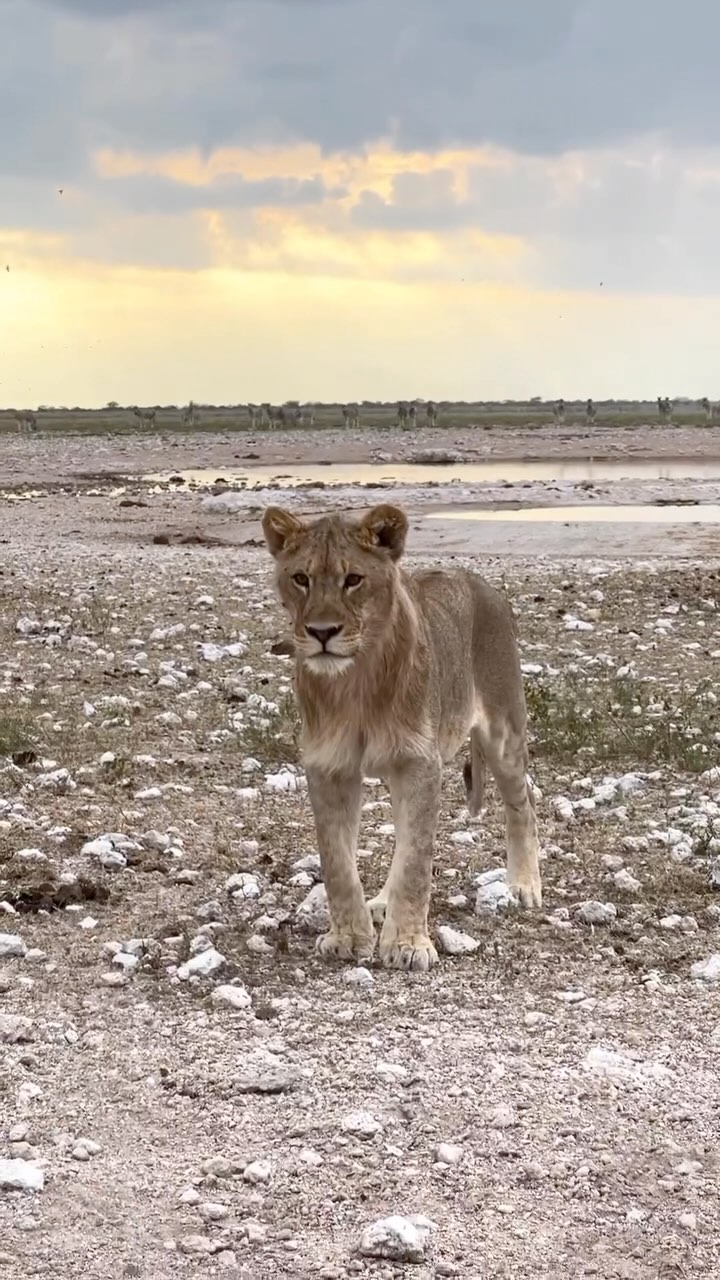 And out of nowhere… 🦁
#travelnamibia #etoshanationalpark #africansafari #lion #closeencounters #wildlifephotography #untamedafrica #safariphotography #travelgram