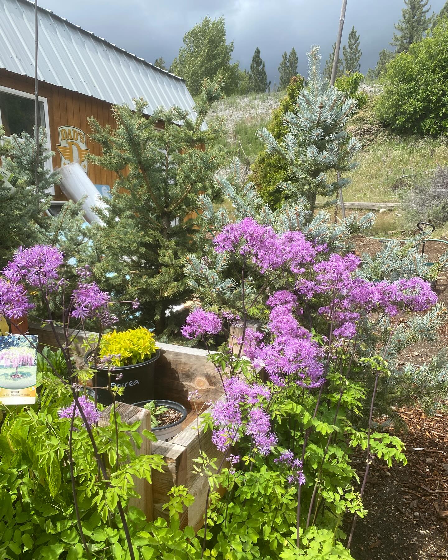 Little sneak peak of the latest order arrival! Perennial flowers, shrubs, vines, and some new annual selection too!
They will be available Thursday 5/15 at 9am!
Open: Thursday-Monday // 9am-4pm