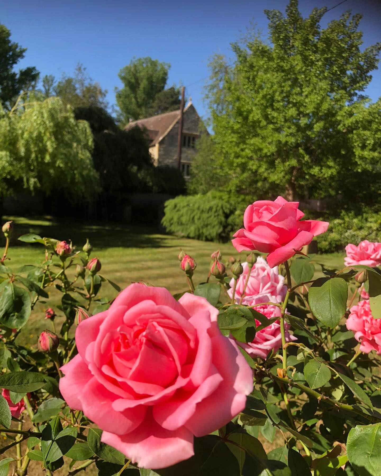 A glimpse of the Grange through the roses