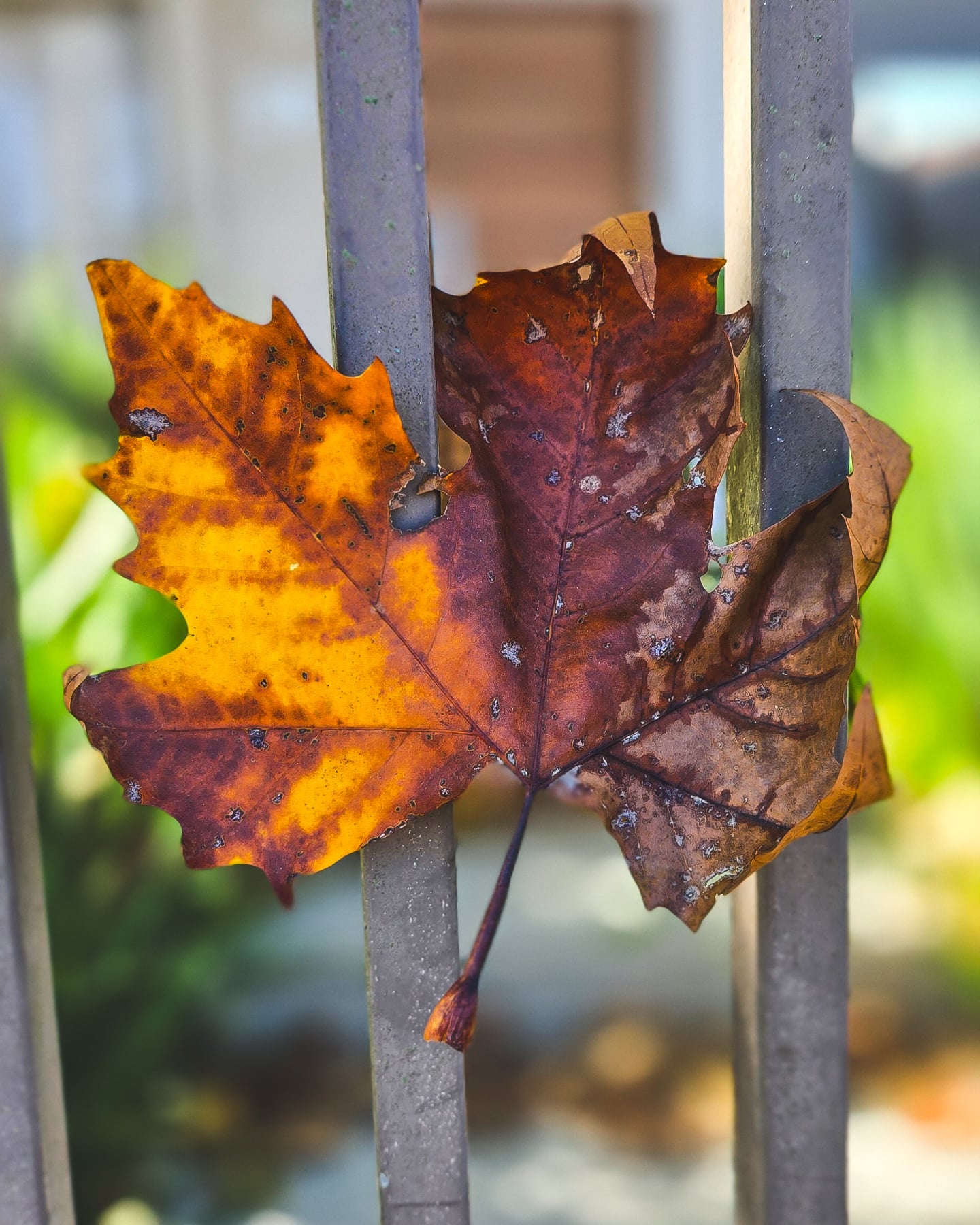 A BELEZA DO ORDINÁRIO.