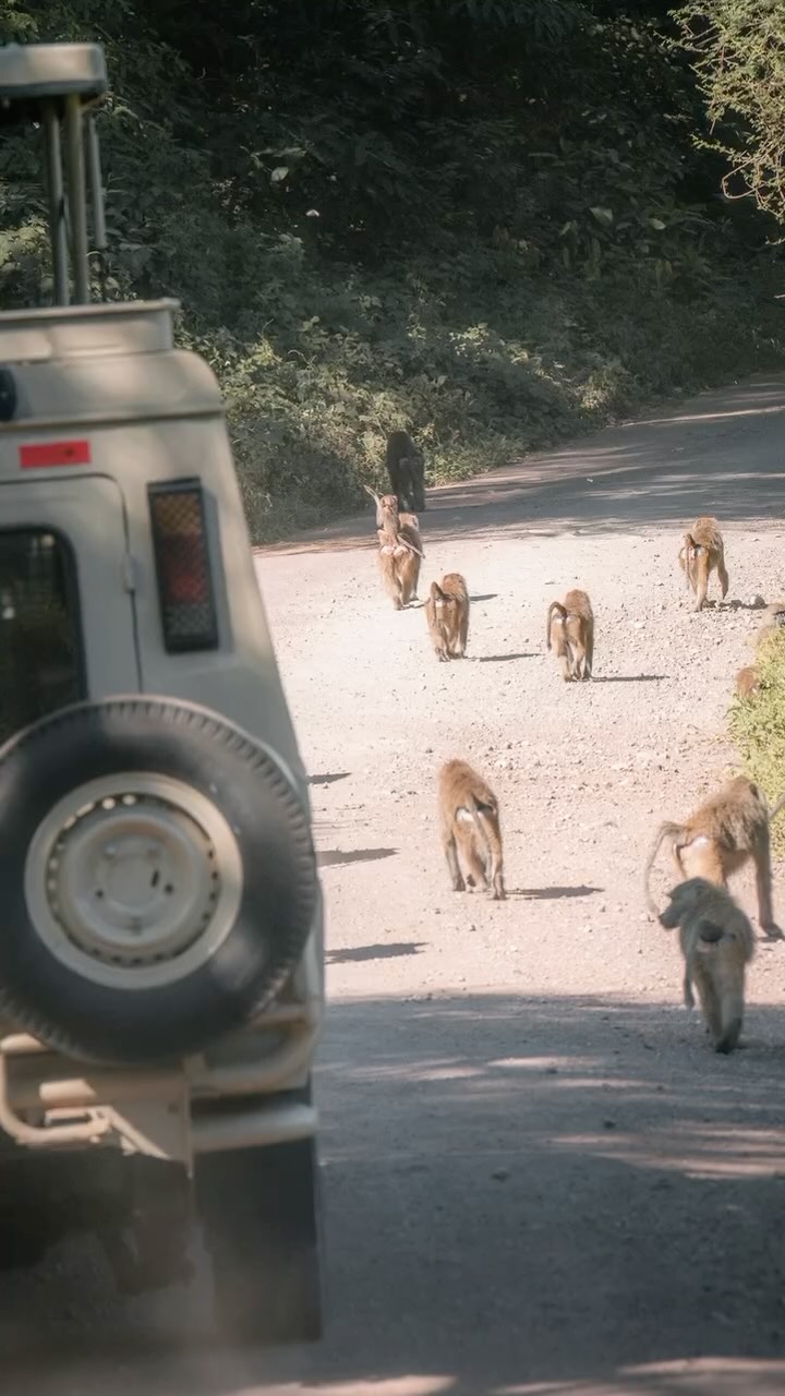 Was ist euer größter Reisetraum? Und konntet ihr ihn euch vielleicht sogar schon erfüllen? Erzählt es uns gerne in den Kommentaren.
Einer unser größten Träume war es einmal die wilde Natur Afrikas hautnah zu erleben. Aus verschiedenen Gründen konnten wir uns diesen Wunsch lange nicht erfüllen und so blieb es dabei, dass wir nur davon träumen konnten. Doch letztes Jahr war es dann so weit und wir konnten uns unseren großen Reisewunsch endlich erfüllen und auf eine Safari in Tansania gehen. Das Warten hatte sich gelohnt und diese Safari wurde besser, als wir es uns je hätten träumen lassen. Wir haben jede Sekunde davon geliebt. 🦒🦓🦏🦁💕
.
.
.
#Safari #safaritanzania #tanzania #africansafari #safariphotography #photography #fotografie #reisefotografie #reiseblog #reiseblogger #reiseblog_de #travelphotography #reisetipps #travel #tansania #tanzaniaspecialist