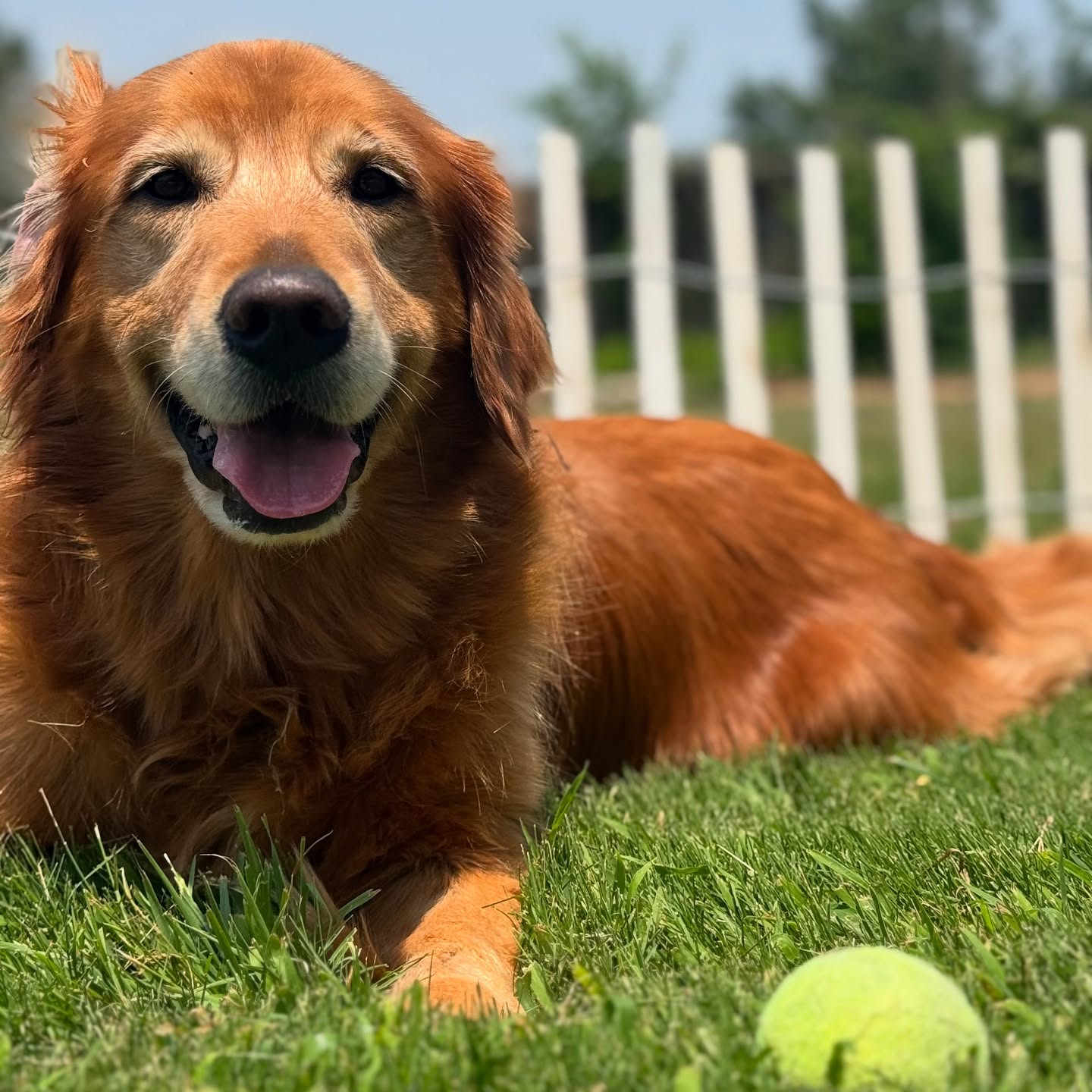 Sherlock. Just a dog and his ball. 🎾
Boerne Pet Sitting
Book services: 830-837-3135
Email: boernepetsitting@gmail.com
#boerne #petsitting #fairoaksranch #dogsofinstagram #goldenretriever