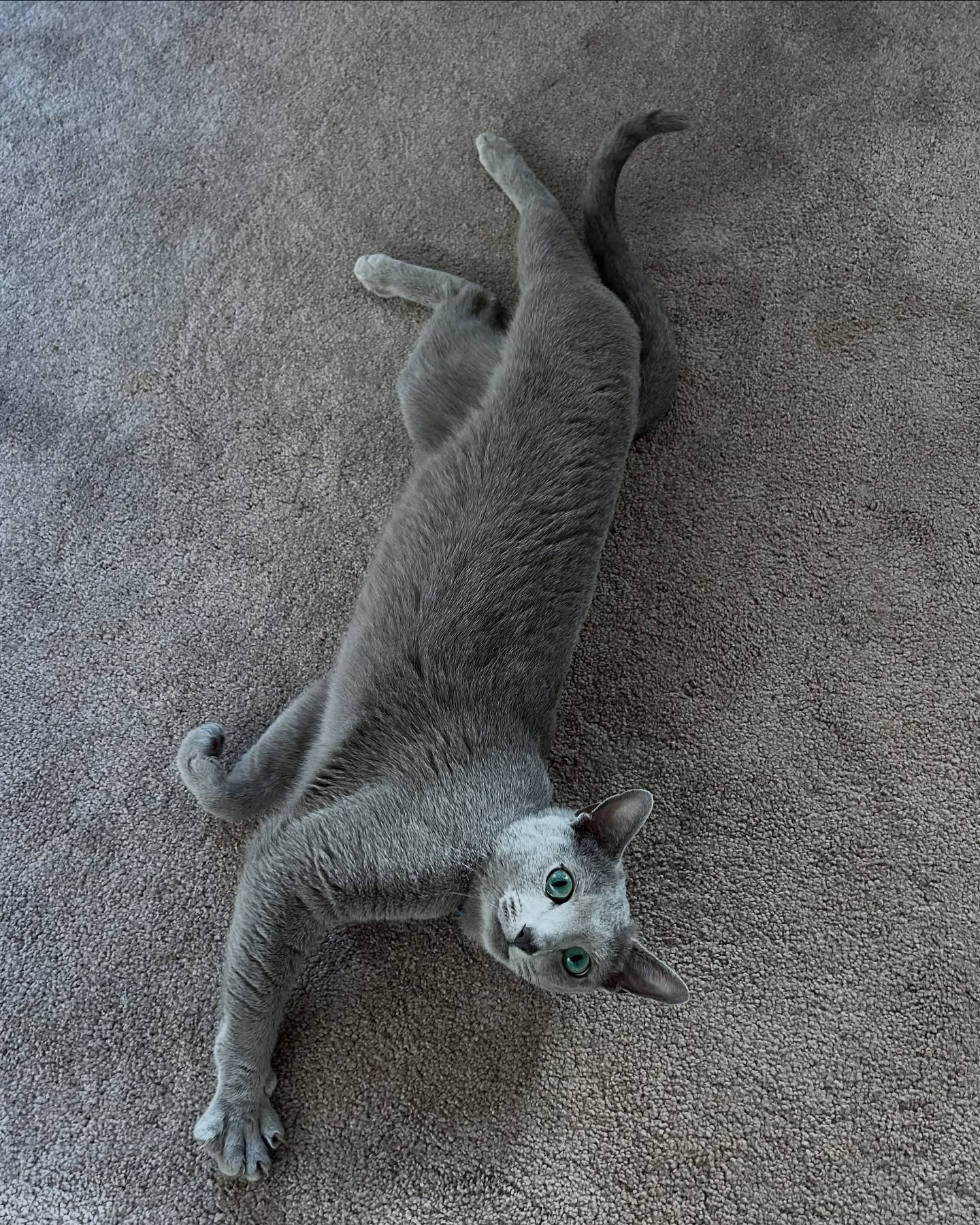 Oh hey hooman ☕️🫶🩶
#photoghrapy #instagood #instapet #petsagram #petlovers #instapets #petlover #petoftheday #mypet #pets_of_instagram #petphotography #petlove #cutepets #petsofig #petfriendly #newzealand #newzealandpets #petsofnewzealand