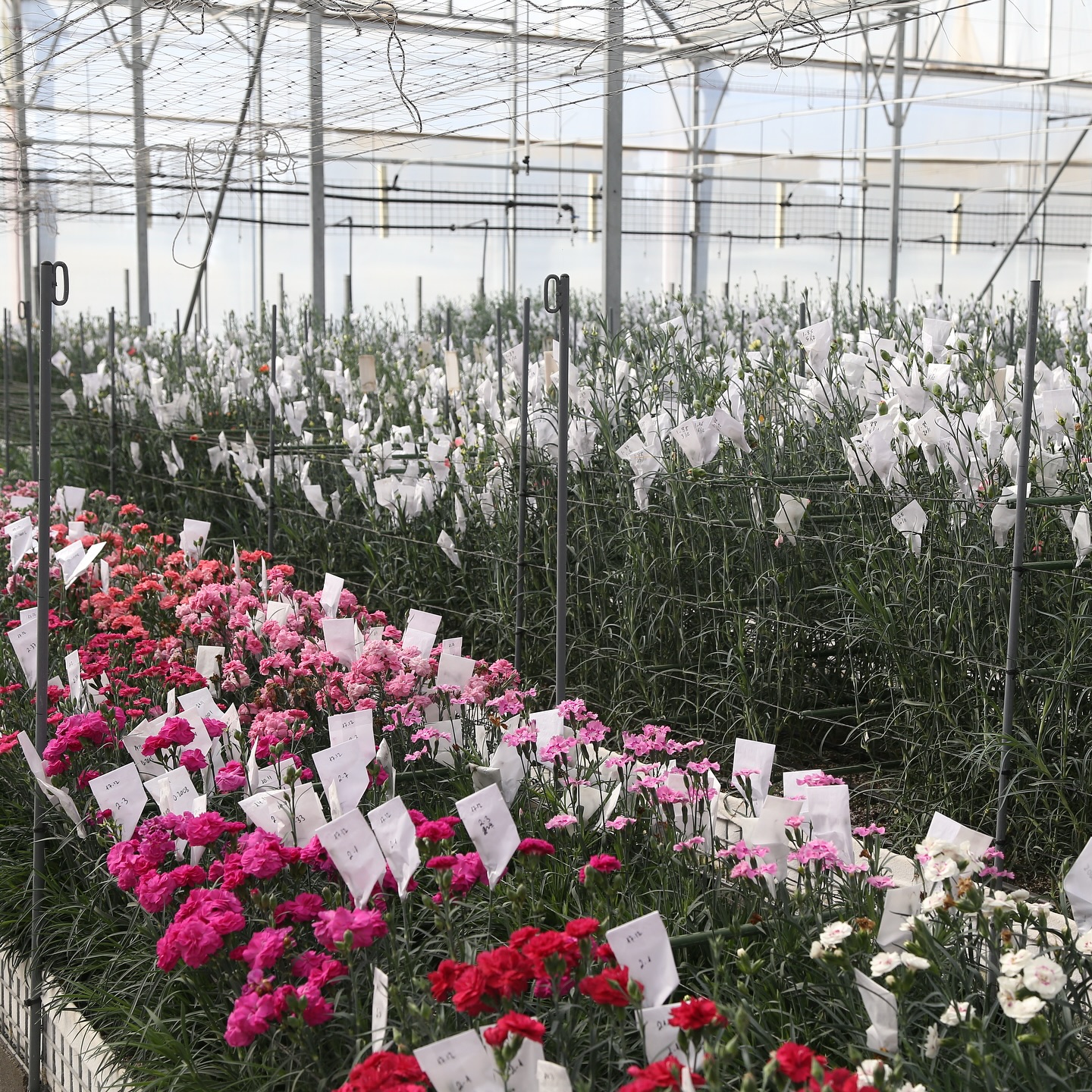 Crossing greenhouses