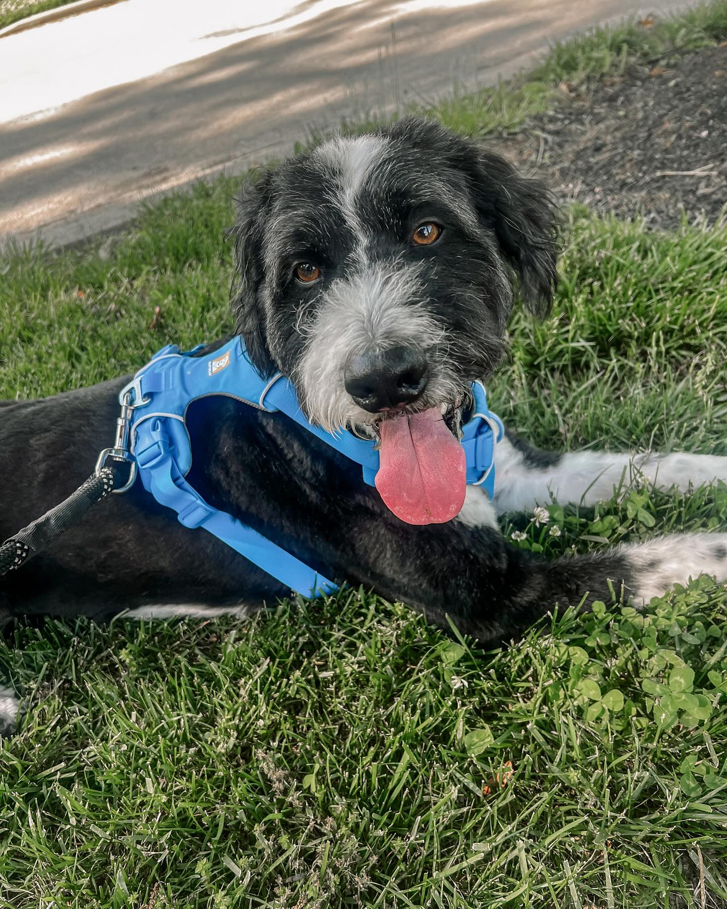 We’re helping this pup keep his “cup” from overflowing when he gets too close to other dogs on walks.
I explained to his Guardian that his brain works like a cup—every exciting or scary thing adds a little more water. If too much pours in too fast, it overflows—and that’s when we see those big reactions she’s hoping to change.
We’re using psychology and the concept of a “threshold” to help him stay calm and learn in a manageable state. With consistent practice and patience, his cup will start to fill more slowly, and he’ll be able to handle being closer without spilling over.
So far, so good—for both ends of the leash!