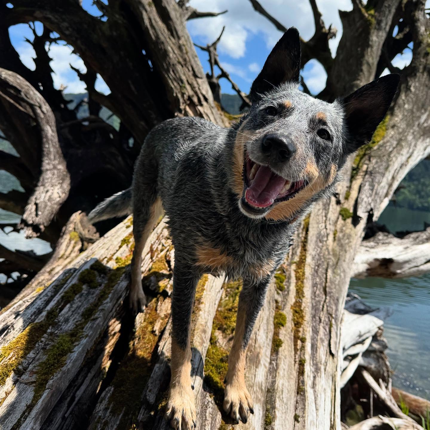 I have regrettably had to put Pup Country on PAWS as I head to the Sunshine Coast to film a movie with my own dog for a few weeks. It’s own grand adventure! I will miss all of these faces, but I’ll be back to haunting the forest soon!
Follow our adventure on Instagram at @rook_the_silken
#dogsofinstagram #dogwalking #dogtraining #dogactor #sunshinecoast #explorebc #pnw