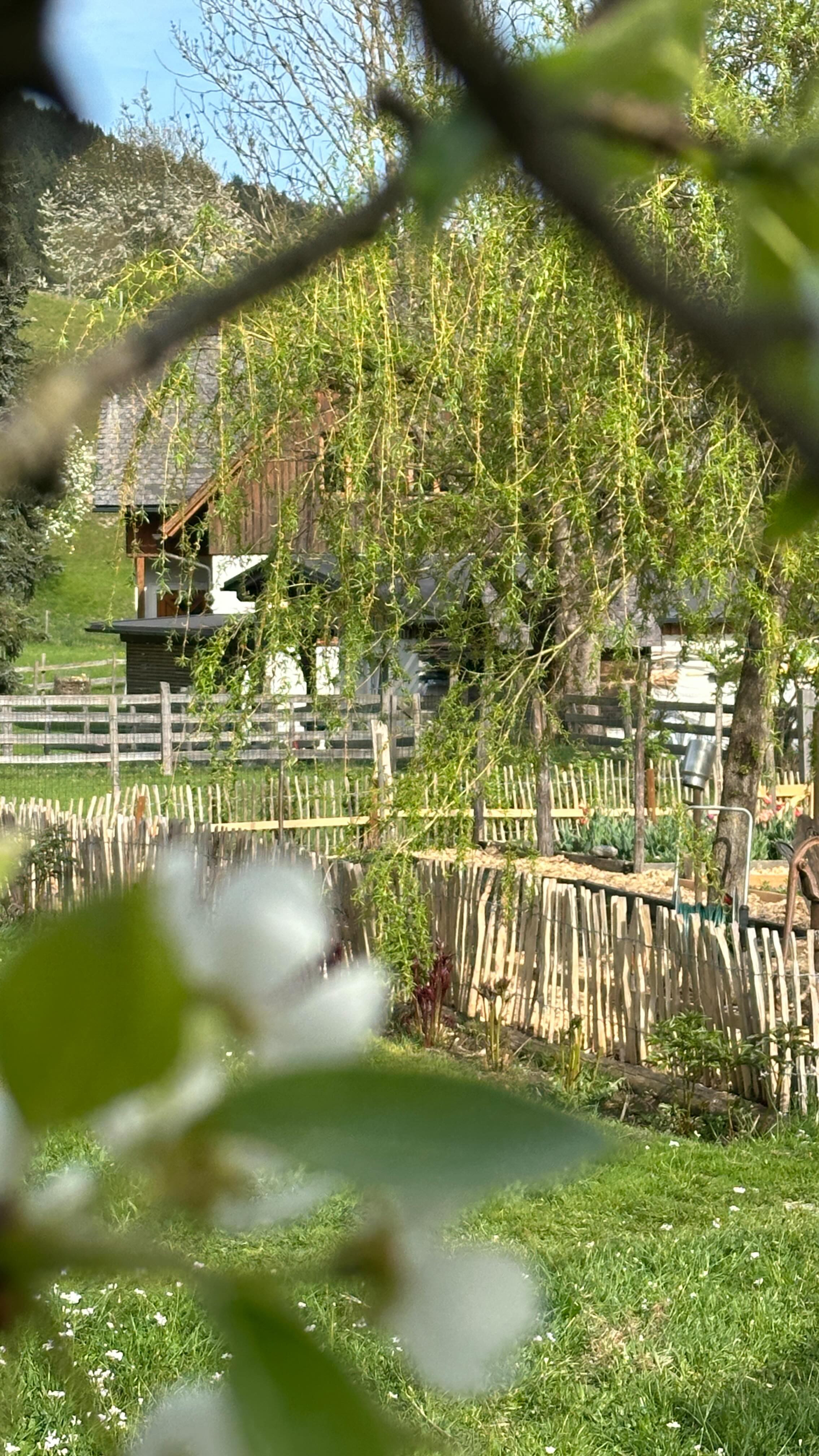 Fröhliches Dahlieneinbuddeln - mit ganz toller Hilfe!
Let it blooooooom!
#dahlia #dahlien #schnelldurchlauf #workinprogress #blumendieanmorgendenken #handmade #flowerbauer