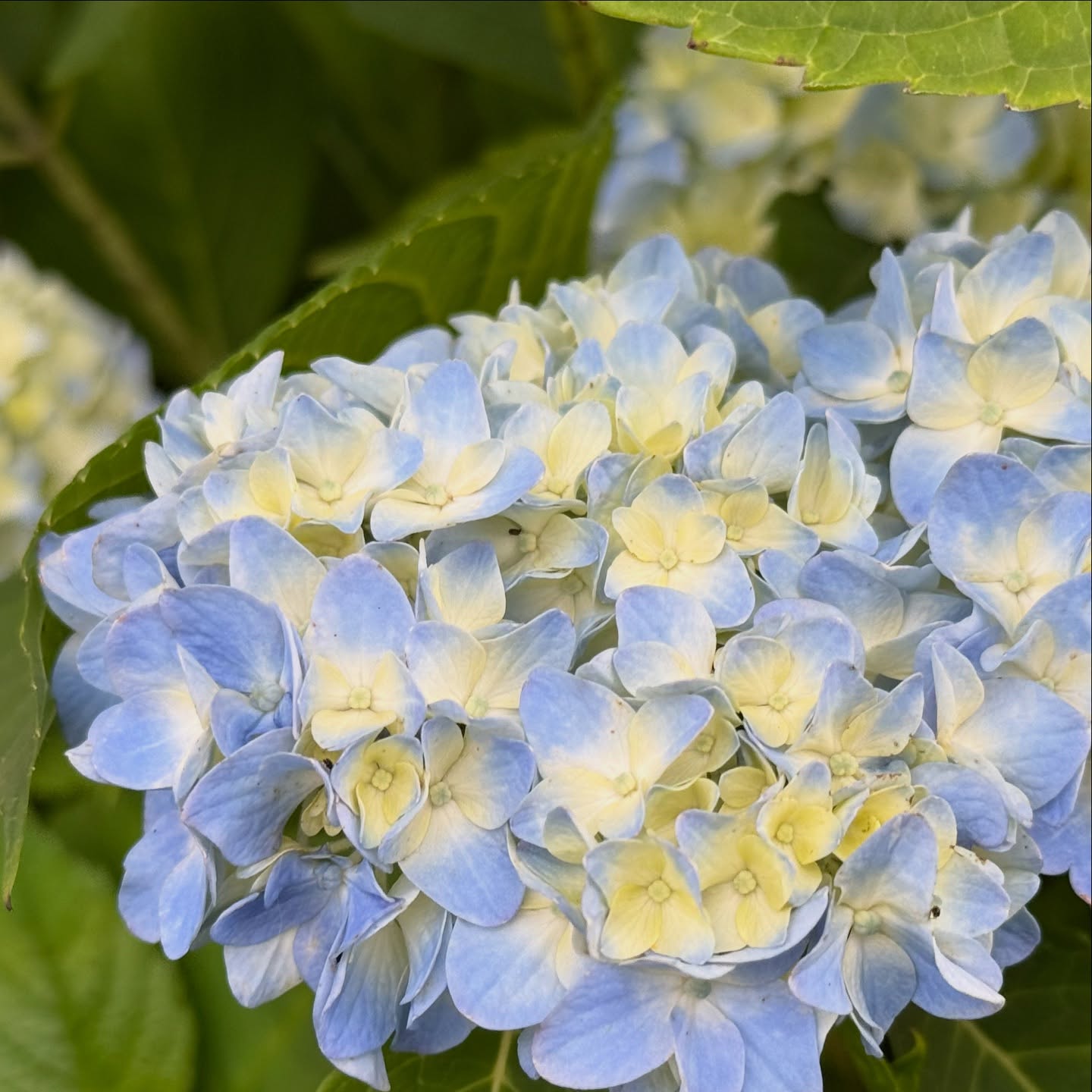 Hydrangeas are one of my favorites!!!