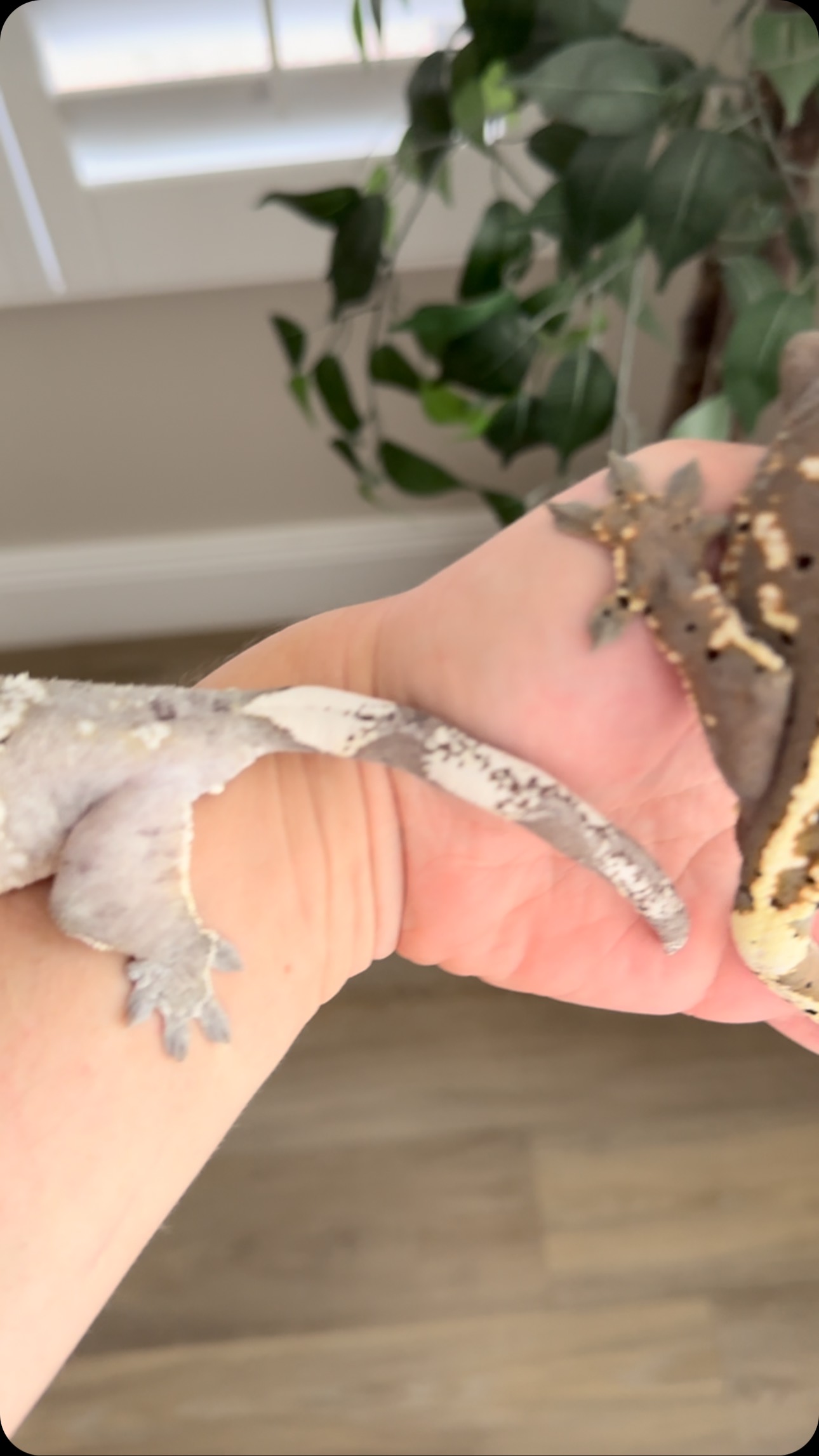 Listen to this girls squeak! Super cute 🥰
This is Hulk & Dorothy - Hulk is a pinstripe super dal cappuccino who is a MASSIVE 96gram animal, and we paired him up to our Dalmatian Axanthic girl Dorothy.
#crestedgecko #cappuccinocrestedgecko #axanthiccrestedgecko