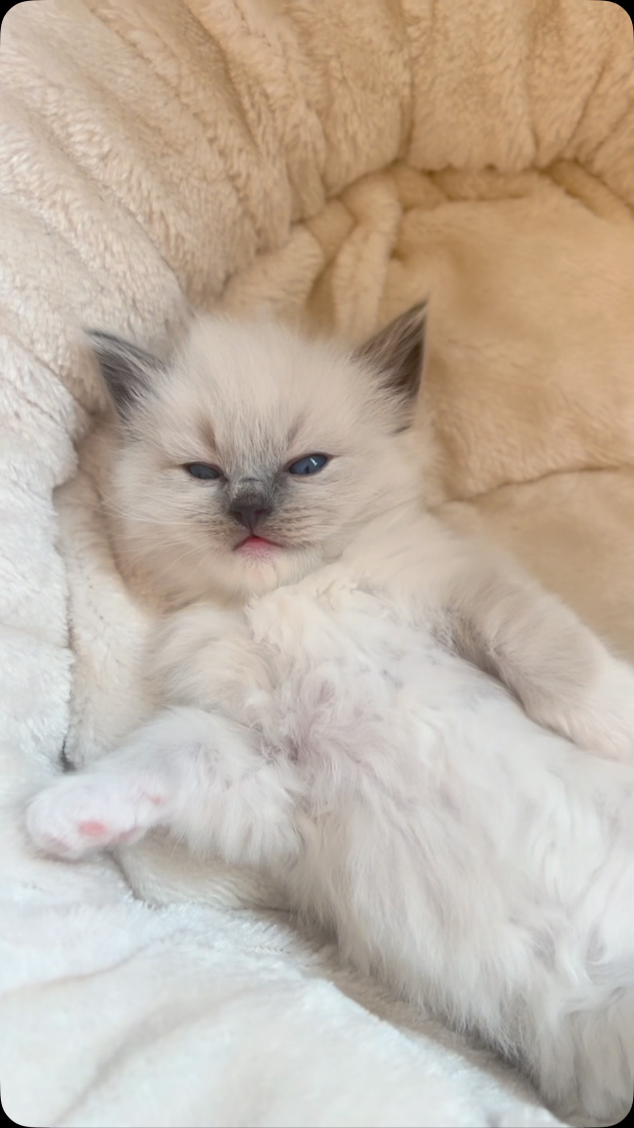 This hooman always up to no good 🫠🩷
www.purrsace.com
Purrsace Ragdolls
GCCFV registered breeder
Source# RB10973
#ragdollsofinstagram #ragdollbreeder #catsofmelbourne #catsofinstagram #catsofaustralia #ragdollsofaustralia #ragdollsofmelbourne #ragdollcat #catloversworld #kittenstagram #catofday #catsdoingthings #dogsandcats #catphotography