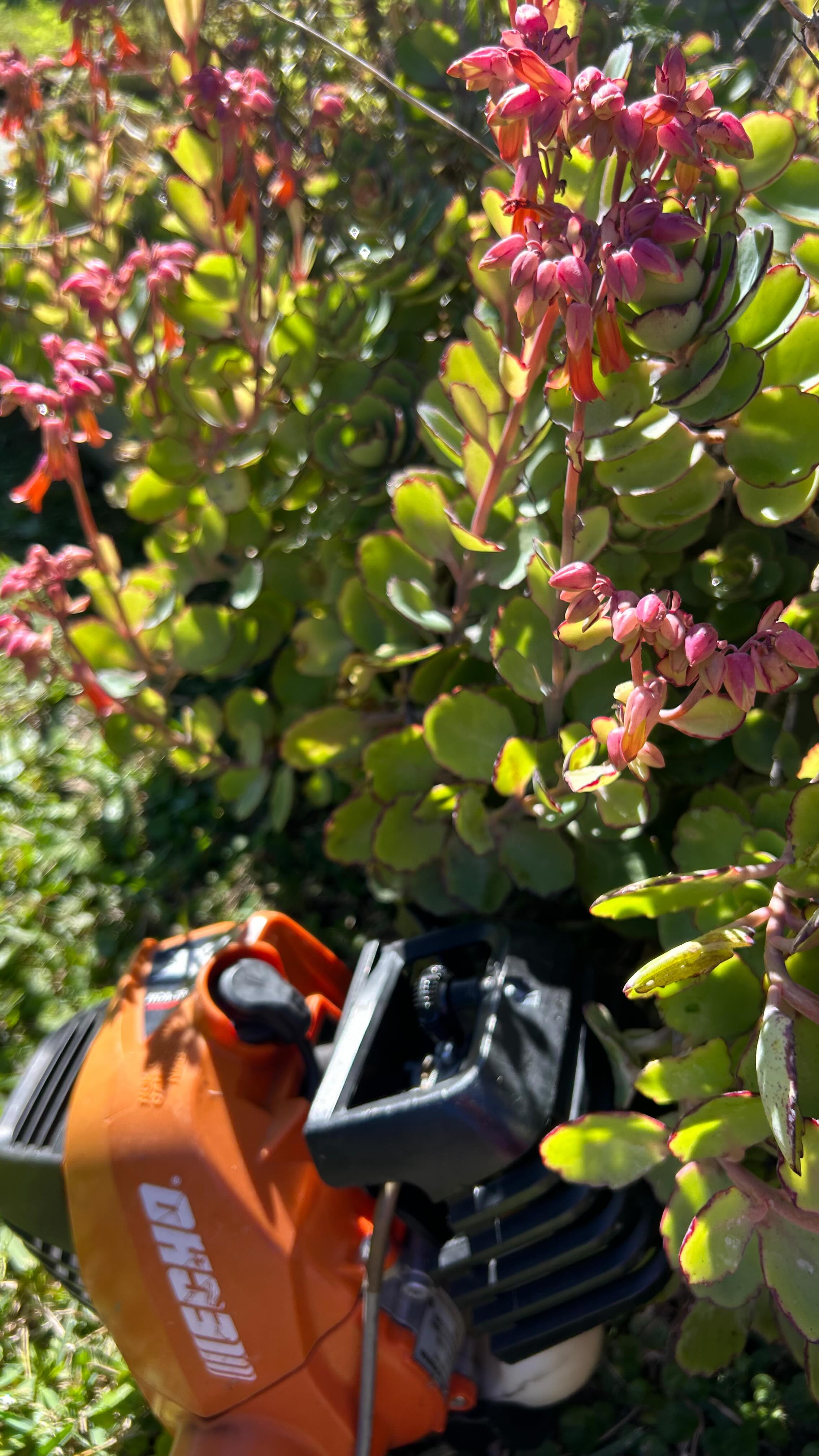 Echo🔥
#lawncare#lawncareservice#lawncareservices#lawnmaintenance#echousa#orlandofl#orlandoflorida