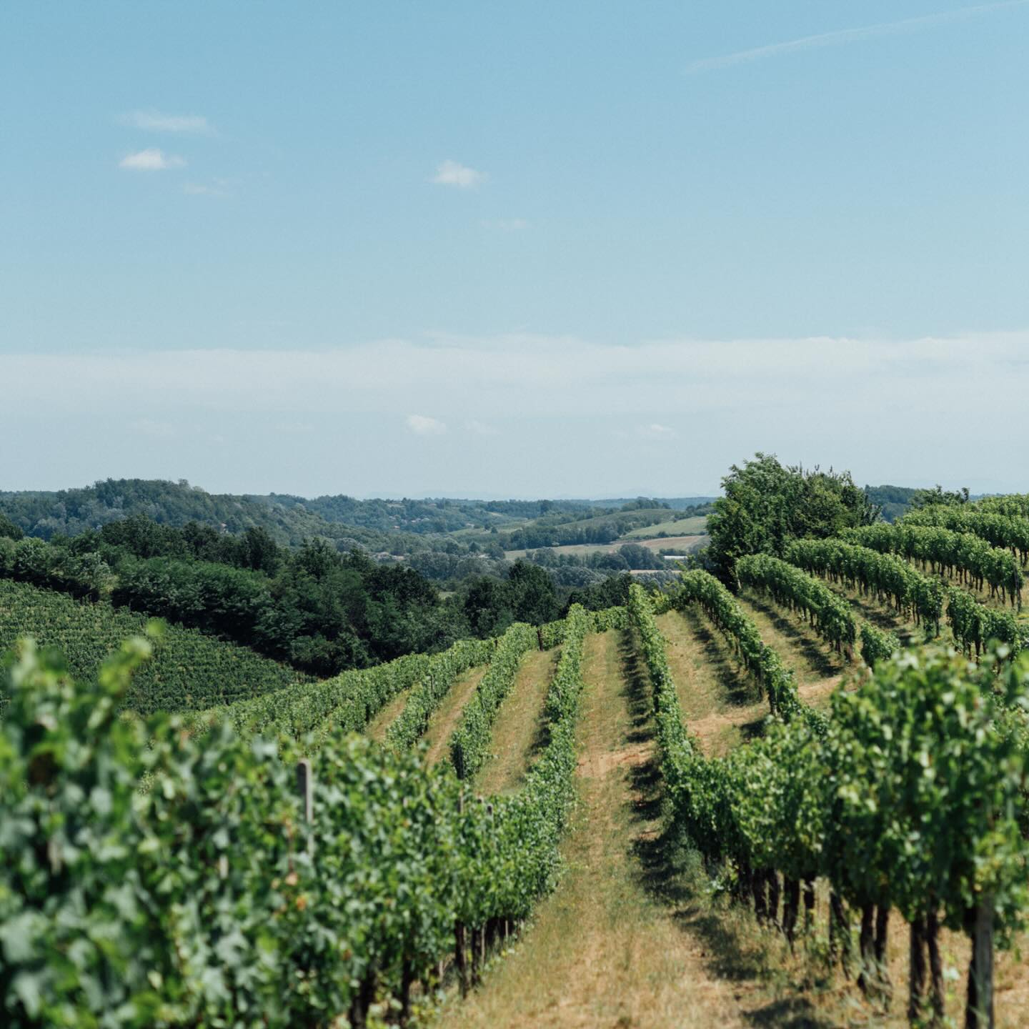 We’re happy to help our guests arrange visits to some of the many beautiful vineyards nearby that we closely collaborate with 🍇
•
•
•
#wine #vineyard #italianwine #winecountry #italy #italien #castellodivaglio