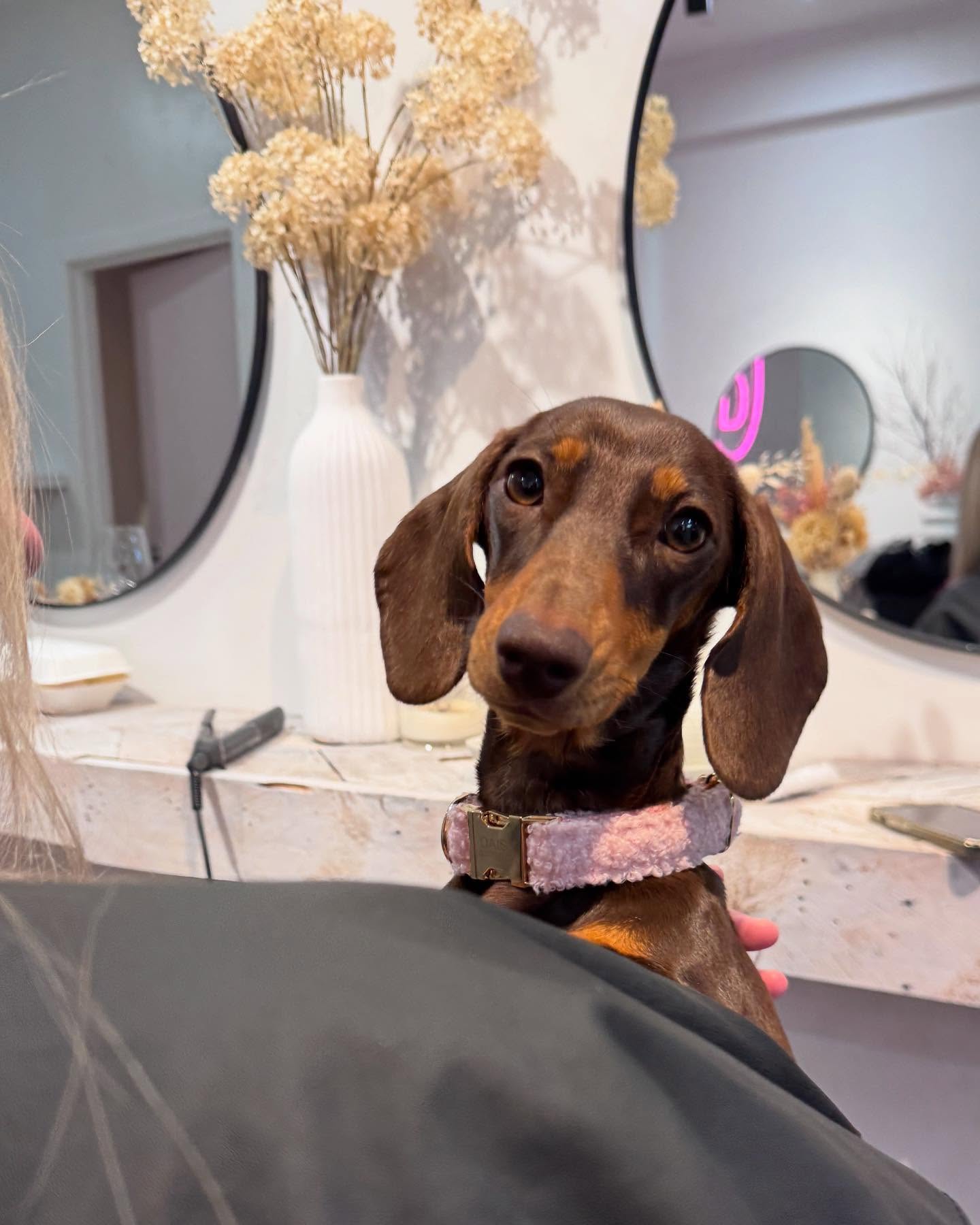 After the hectic week we’ve had Daisy’s now officially on barista duty ☕️ Time to earn your keep girl!