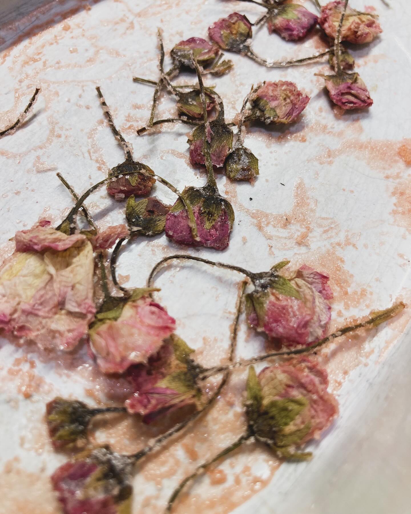 Preserved cherry blossom in the making 🍒
Salted cherry blossom buds, compressed over night, then rinsed, soaked in ume plum vinegar and dried in the oven. Ready for biscuits, tea or snacking on!
#cherryflowers #cherryblossom #umeplumvinegar #preservedflowers #preservedcherryblossoms #sakura #edibleflowers #foraging #forager #forage #cornwall