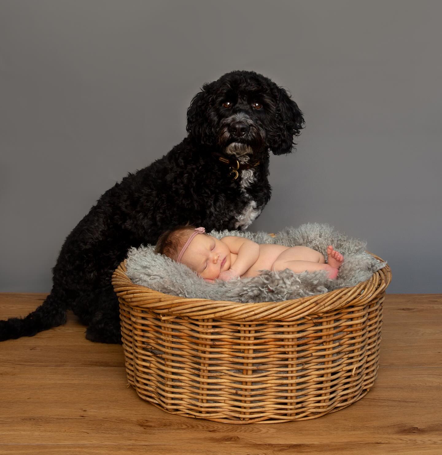 Such a bundle of cuteness with little Maevie and her big fur brother Bertie ❤️
.
.
.
.
.
#sjrichardsonphotography #newbornphotographer #familyphotographer #bensonphotographer