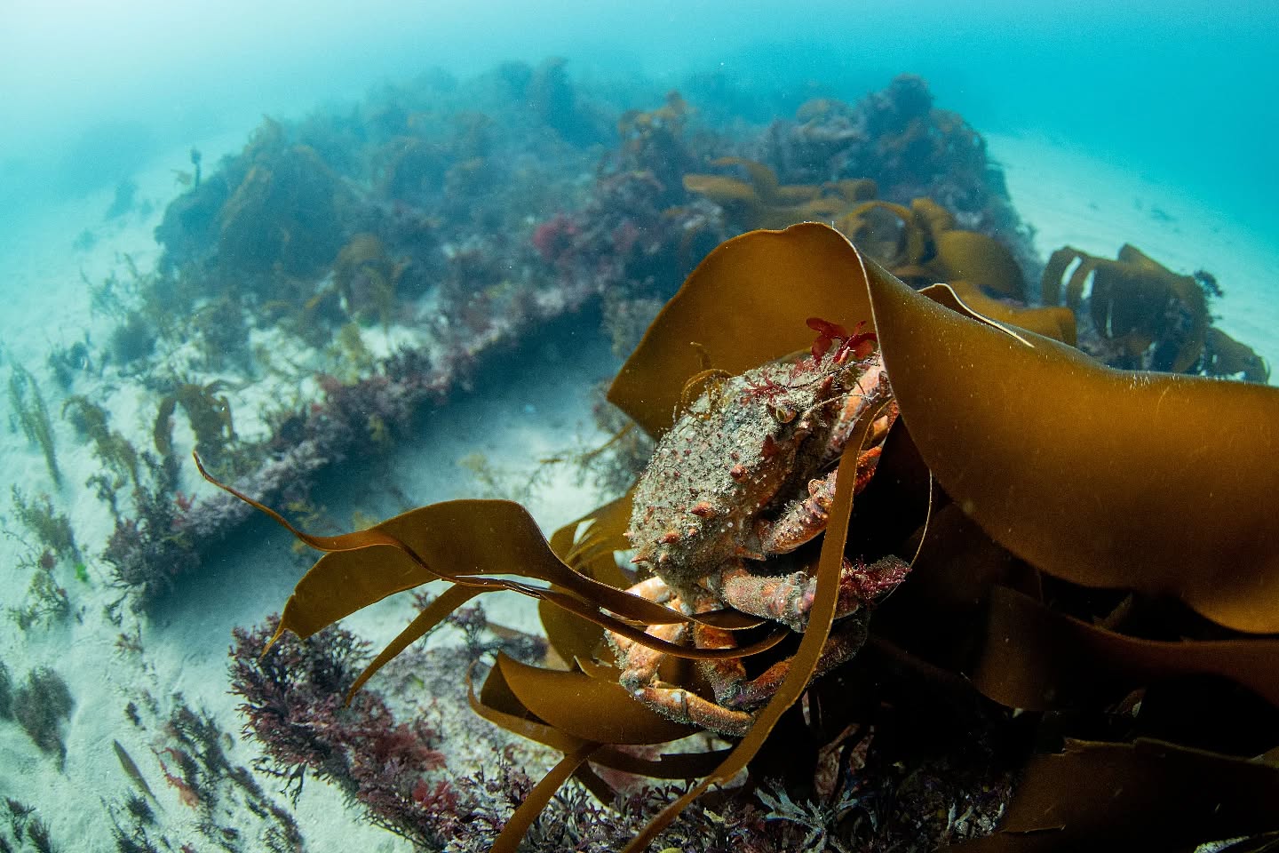 Been nice to get in the water recently. Nice to see the spider crabs coming back too. This shot is from a couple weeks back when they first started to migrate back into shallower water
#padi #photo #photographer #ukdiving #underwaterphoto #ukwildlife #wildlife #paditv #photography #underwater #underwater #diving #nikon #nauticam #nikoncreators #cornwallmarinelife #cornwall