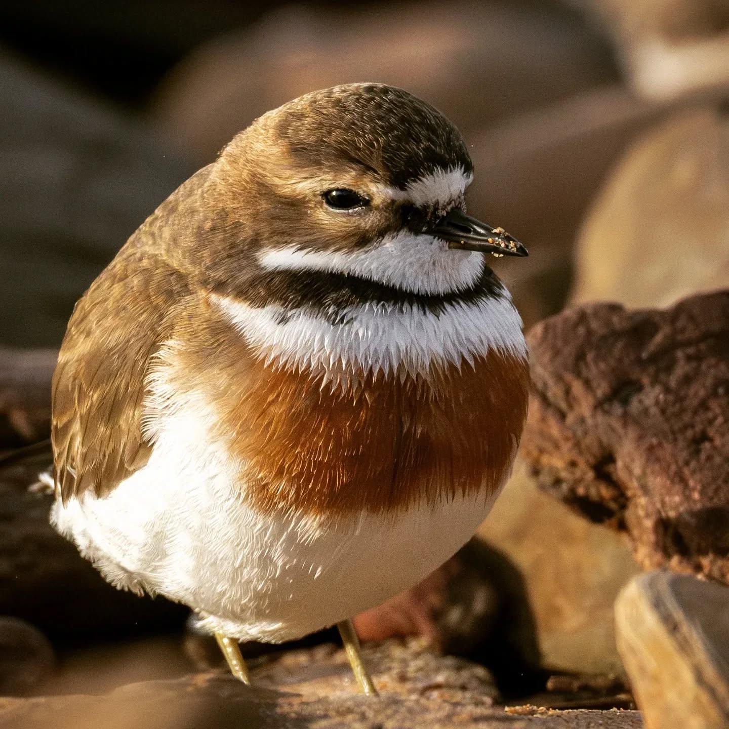 Double banded plover. Literally the size of a small rock. If I hadn't stopped I could have stepped on it. Near threatened on the IUCN species list, This cute little bird needs our protection.
@aneyefordetails
#bird #birds #birdphotography #birdsofinstagram#animalsofinstagram #wildlifeofinstagram #wildlifephotography #nature #naturephotography #wild_perfection #wildlifeaddicts #live_love_wildlife #bns_birds #planetearth #nationalgeographic #saveourplanet