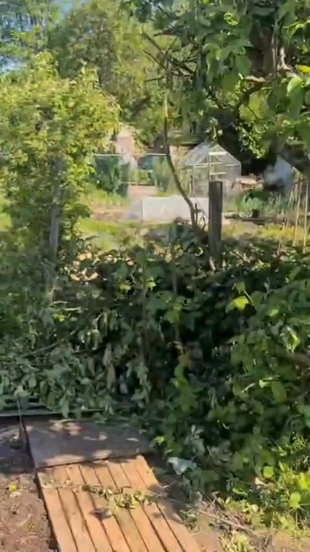 Part 3 #allotmentlove #allotmentuk #allotmentlife #allotmentsofinstagram #allotment #gyo #growyourown #vegetablegardening #vegetablegarden #allotmentdiary