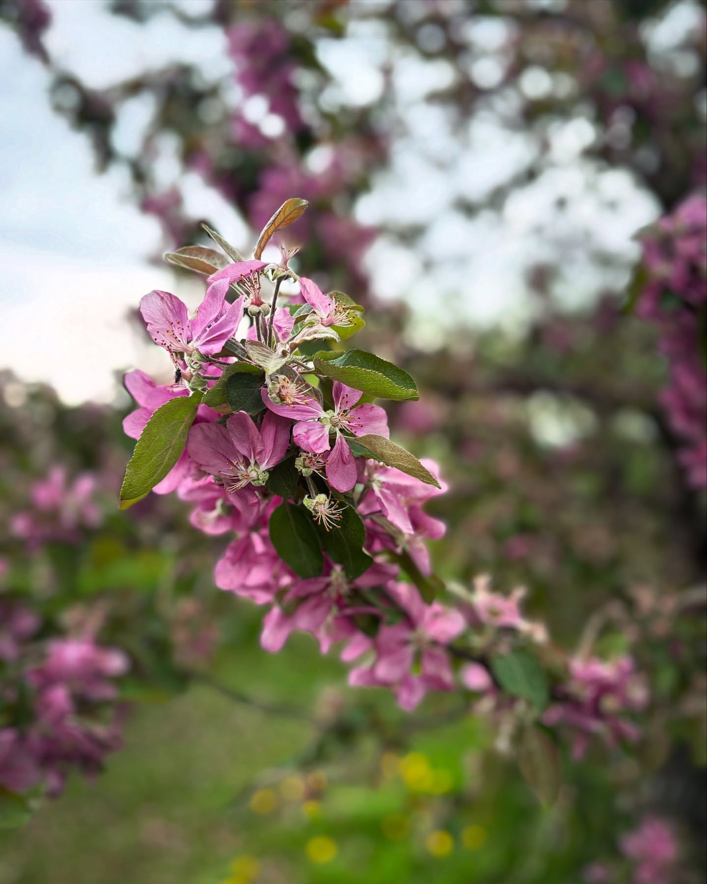 La Mie Nomade a profité du long weekend pour prendre la route de la liberté!
Quel bonheur cette virée gourmande entre pommiers en fleurs, ciel orageux, alambics brillants et cidre savoureux !
Évidemment on boucle la boucle avec du bon pain maison tout chaud et des beignets aux pommes!
Pommes, paysages et pétrissage : la trilogie parfaite.
Nature, saveurs et liberté.
#ViréeGourmande #VanLifeQuébec #LaMieNomade #PainAuLevain
#PommiersEnFleurs #CidrerieMichelJodoin
#EscapadeGourmande #SourdoughLover #PainAuLevain #CampingGourmand #PrintempsQuébécois
#RoadTripQuébécois #NatureEtSaveurs