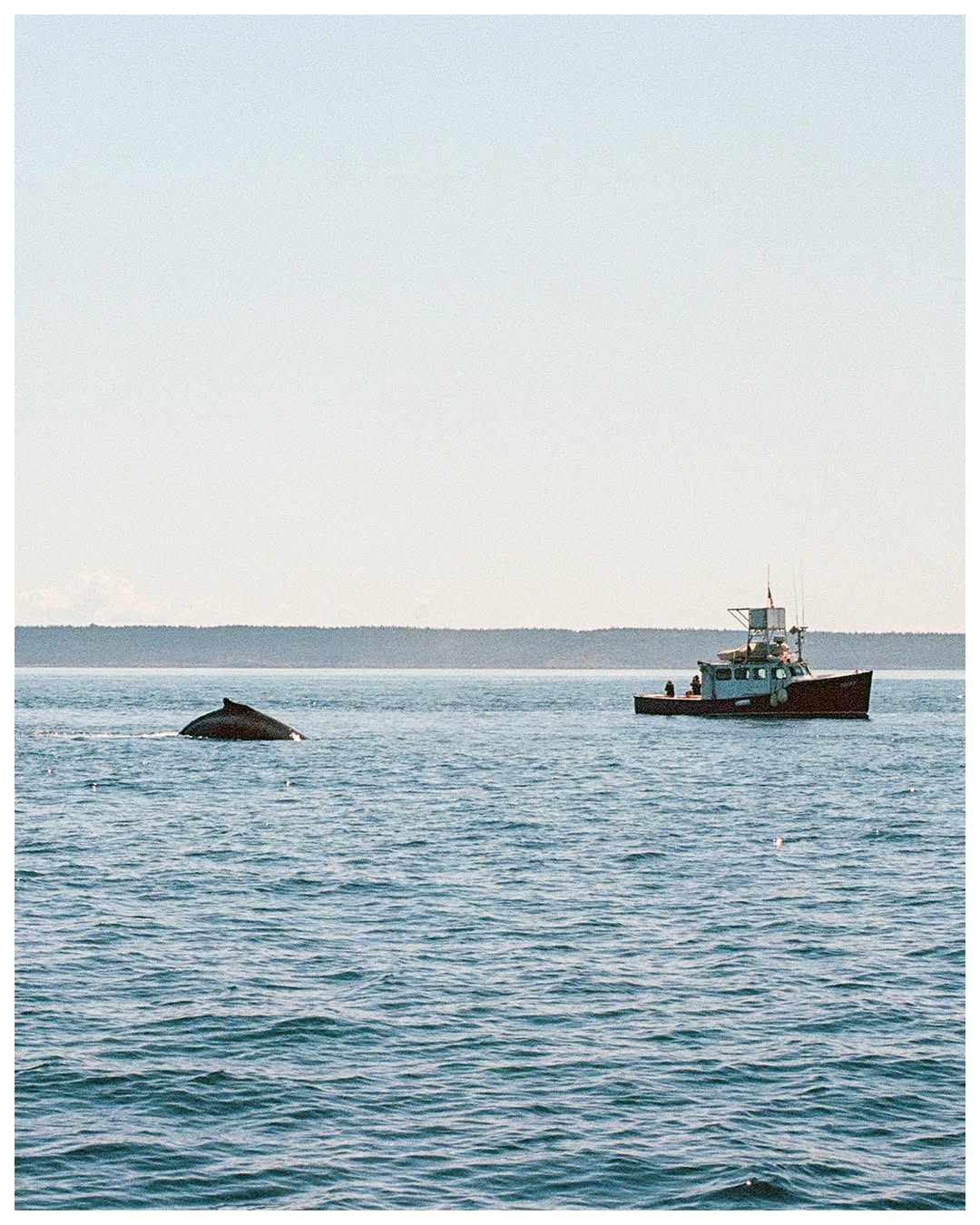 #FilmPhotography #ShootFilm #MadeWithPortra #FilmPhotographer #35mmFilmPhotography #35mmCamera #FilmPhoto #FilmPhotoOfTheDay #FilmIsNotDead #TheFilmCommunity #ExpoFilm #Portra400 #Ektar100 #CanonAE1 #KodakFilm #KodakProfessional #NovaScotia #Halifax #PetitePassage #WhaleWatchingTour #HumpbackWhale