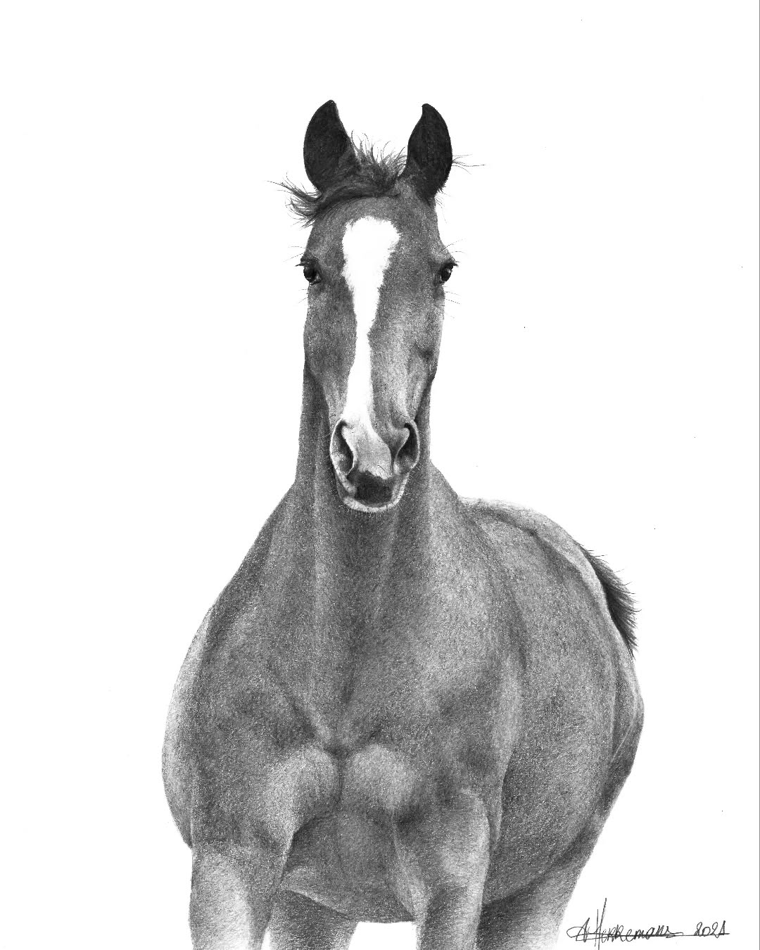 Ik voel me altijd zo vereerd als jullie me de opdracht toevertrouwen een dier te portretteren. Want zo een portret mag, wat zeg ik, moet echt wel de kleine karaktertrekken tot in de puntjes vatten, het moet zijn alsof dat het karakter in het grafietpotlood tot leven komt.
'Orphee-2021' - privé collectie
#graphitedrawing #grafietportret #paardenportret #atelierbyerica #art #horseportrait