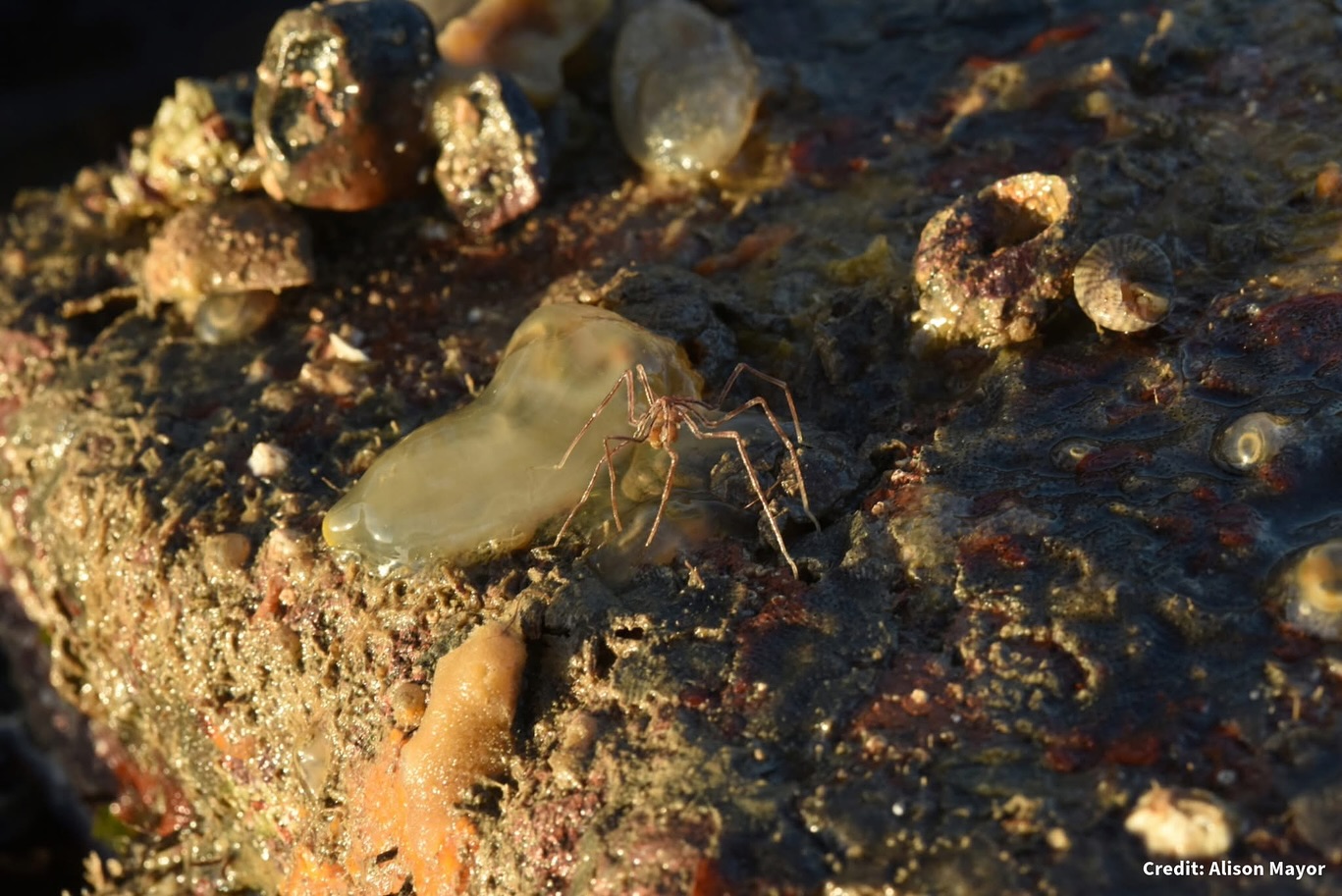 📢 Project Portunus – Citizen Science in Action
🦀 Named after the Roman god of harbours, Project Portunus is diving deep to investigate Langstone Harbour’s marine life.
Led by the Nautical Archaeology Sub-Aqua Club, a branch of the British Sub-Aqua Club, this citizen science initiative is:
🔬 Identifying and tracking invasive species
⚓ Documenting native and non-native marine life
📍 During recent spring tide surveys at The Kench, the team recorded 17 non-native species — 4 never seen in Langstone Harbour before!
👇 Spotted below - an Oyster Thief and a Hilgendorfi Sea Spider, both non-native species to the area.
📲 You can help too!
If you spot something unfamiliar while walking the shore or exploring the water, upload it to iNaturalist. Every record adds to our understanding and helps protect our marine ecosystems.
👏 A huge thank you to volunteer divers and shoreline surveyors!
#INNSweek #citizenscience #langstoneharbour #projectportunus #marinebiodiversity #inaturalist