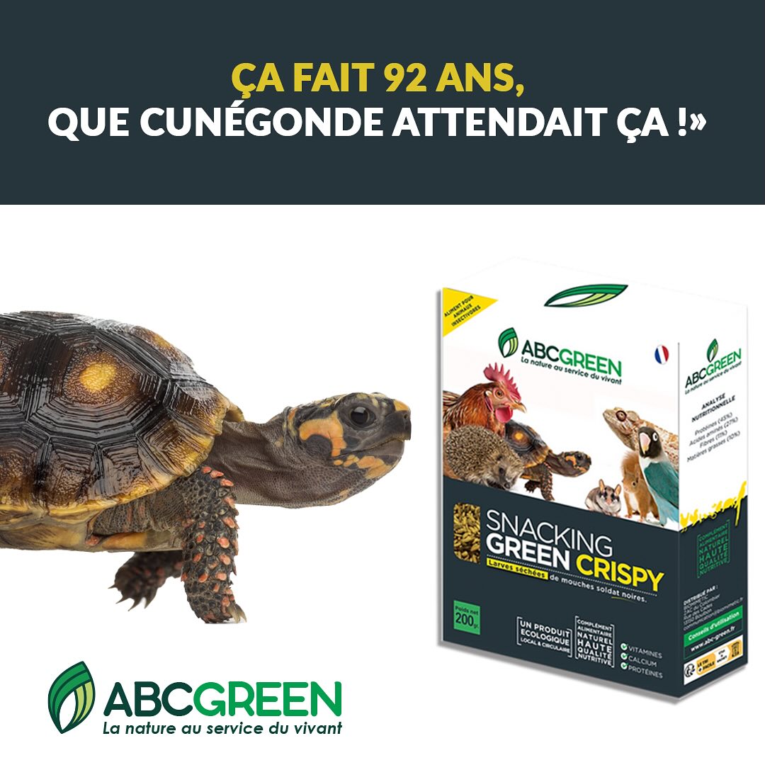 Pour nourrir vos animaux insectivores avec un aliment sain, 100% naturel, sans addictif chimique, naturellement riche en protéines, acides gras essentiels, vitamines et minéraux, SNACKING GREEN CRISPY est la meilleure option. Vos animaux insectivores vont adorer. Moins 10% sur le site avec le code ABCGREEN10.