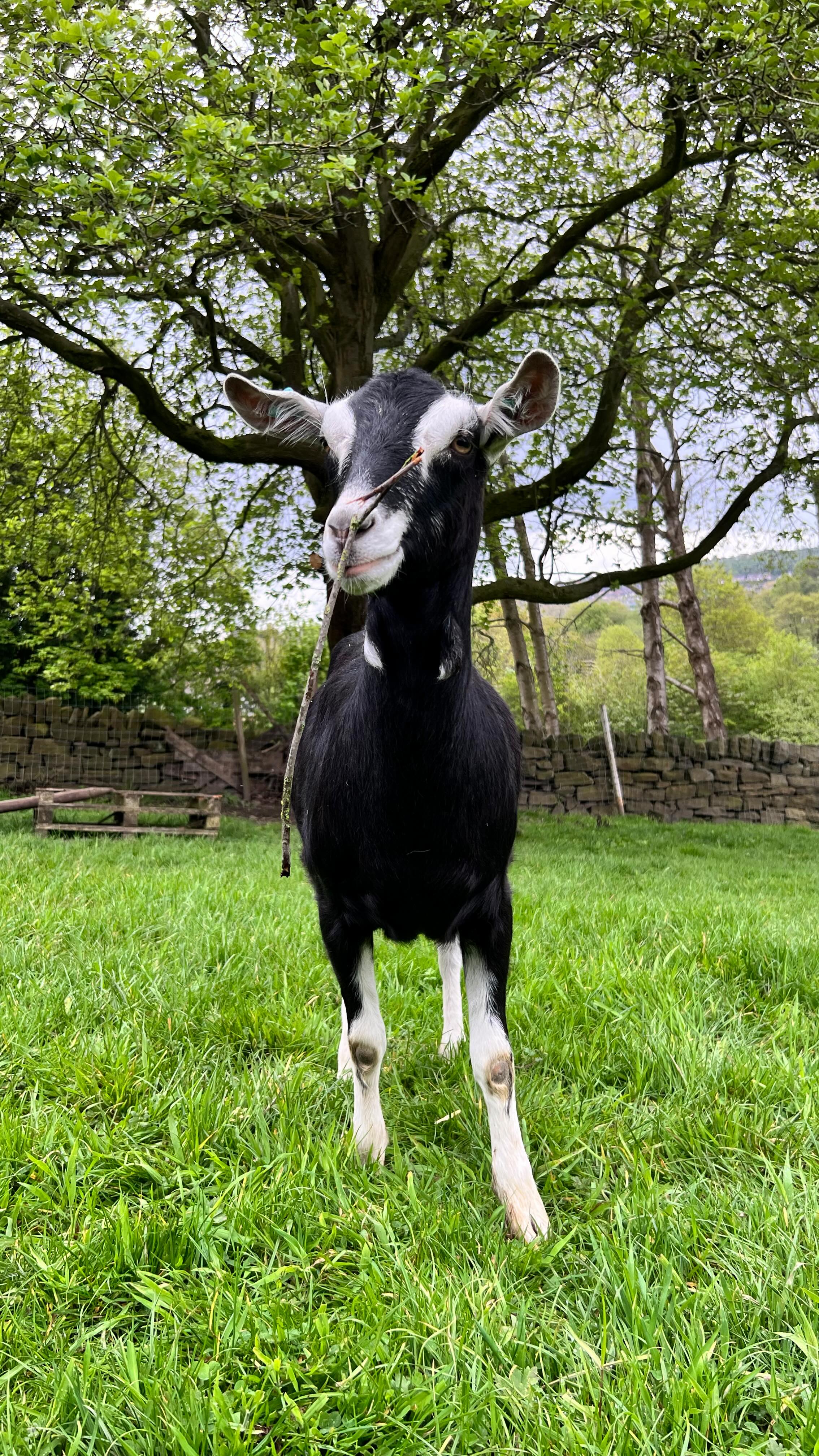The motto they live by! 😎
.
#marshvalleysoap #goatsofig #britishalpine #babygoat #cheekychops #naturalskincare #familybuisness #supportsmallbusiness