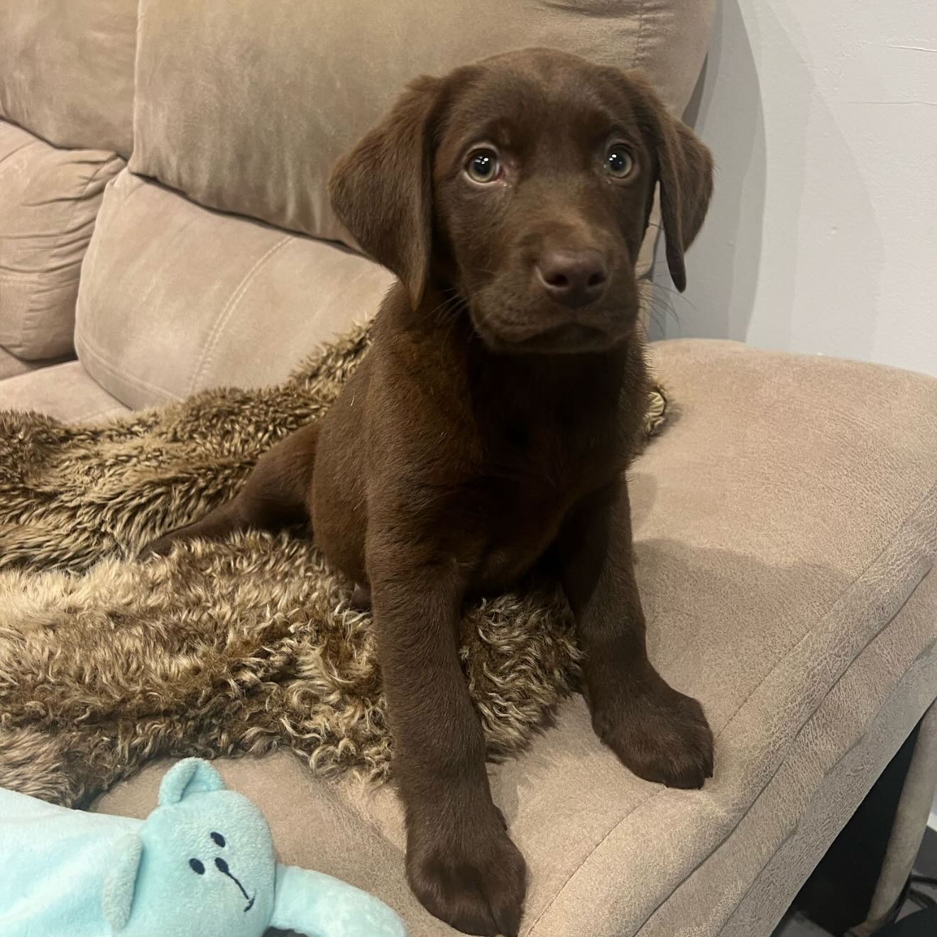 Hace unas semanas, Titán llegó a la vida de Sonia y su familia en Barcelona…Con sus patitas pequeñas y mirada curiosa, trajo consigo un torbellino de amor, risas y aprendizajes. ❤️
Desde el primer día, tuvo a su lado a Jack, su hermano mayor, quien con infinita paciencia y ternura le enseñó el ritmo del hogar, los secretos del jardín y la calma de las siestas compartidas 🐾🏡
Ver cómo crecen juntos ha sido un regalo.
Jack ha sido su guía, su espejo y su mejor compañía🐶😍 Y Titán, sin saberlo, ha despertado aún más amor en una familia que ya estaba llena de él.
Gracias de corazón, Sonia, por confiar en nosotros y permitirnos formar parte de esta historia.
Nos emociona pensar en todo lo que aún les queda por vivir 🤎❤️🩹🤎
.
.
.
✂️————————-
LlegóTitán
#HistoriasQueLaten #HermanoMayorCanino #PerrosConAlma #BarcelonaDogLife #GraciasPorConfiar #VínculoPerroHumano
#JackYTitán #FamiliaPeluda
#CrecerJuntos #MomentosQueEmocionan