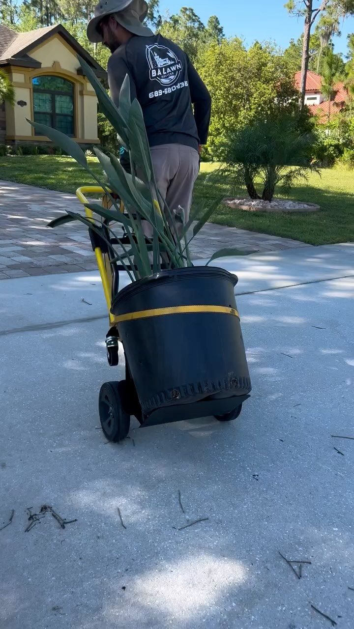 🧑🏻🌾🪴
#lawncare#lawnmaintenance#lawncarelife#landcaping#lawncareservice#orlandofl#orlandoflorida