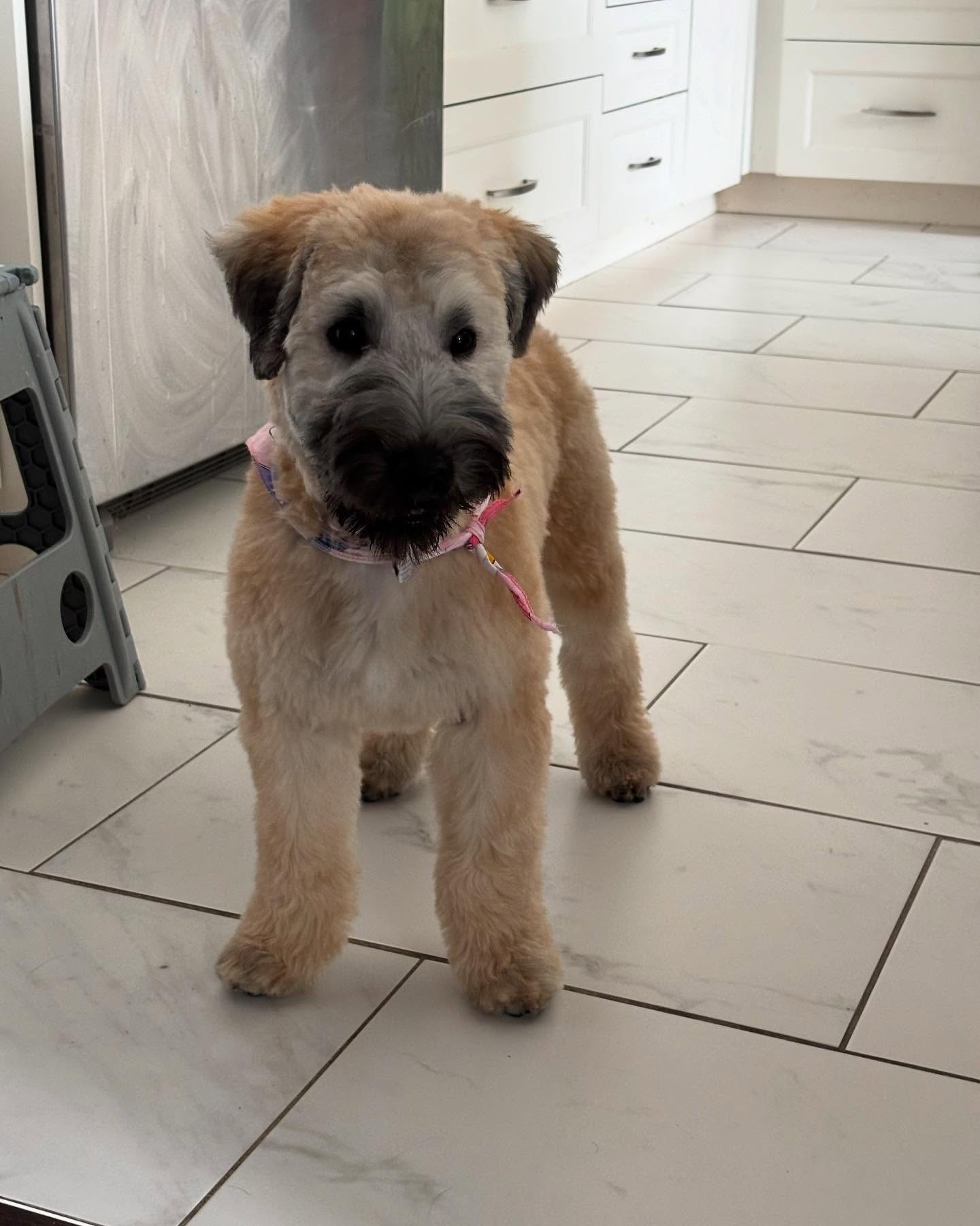 Dog sitting a clients dog for the day. This is #gnocchi the #wheatenterrier. She’s still a young pup and is just getting adjusted to her new environment.
#puppysitting #dogsitting #dogsittingrichmondhill #dogsittingkingcity #dogboarding